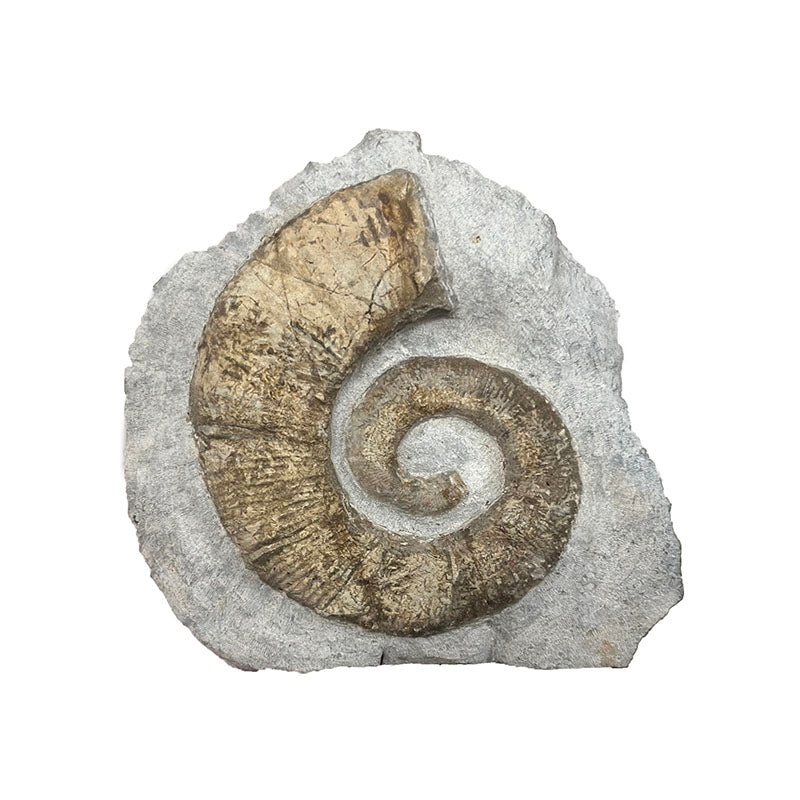 Ammonite Nautilus de l'étage TOARCIEN, de 90 x 85 x 25 mm - 230 grammes. Parfait pour collection, exposition...