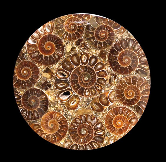 Ammonite, plateau de 7,8 ou 11 centimètres. Parfait pour décoration, collection ou exposition... de 33mm x 28 x 9 - 9,9 grammes. Parfait pour collection, exposition...