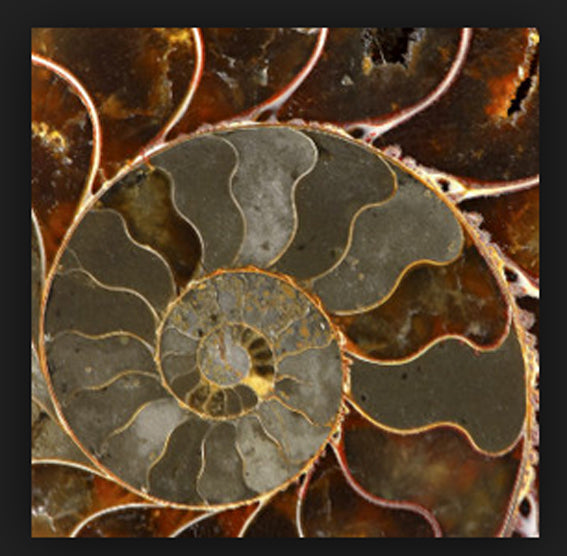 Ammonite, plateau de 7,8 ou 11 centimètres. Parfait pour décoration, collection ou exposition... de 33mm x 28 x 9 - 9,9 grammes. Parfait pour collection, exposition...
