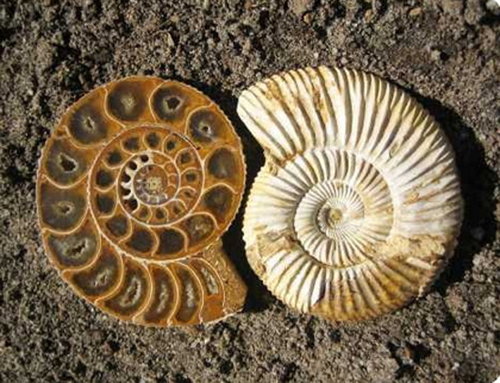 Ammonite, plateau de 7,8 ou 11 centimètres. Parfait pour décoration, collection ou exposition... de 33mm x 28 x 9 - 9,9 grammes. Parfait pour collection, exposition...