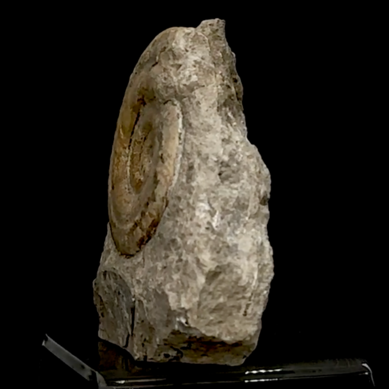 Ammonite de l'étage TOARCIEN, de 125 x 140 x 50 mm- 915 grammes. Parfait pour collection, exposition...