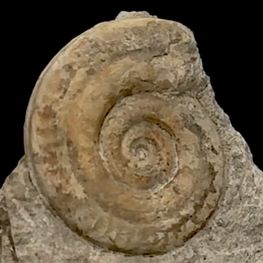 Ammonite de l'étage TOARCIEN, de 125 x 140 x 50 mm- 915 grammes. Parfait pour collection, exposition...