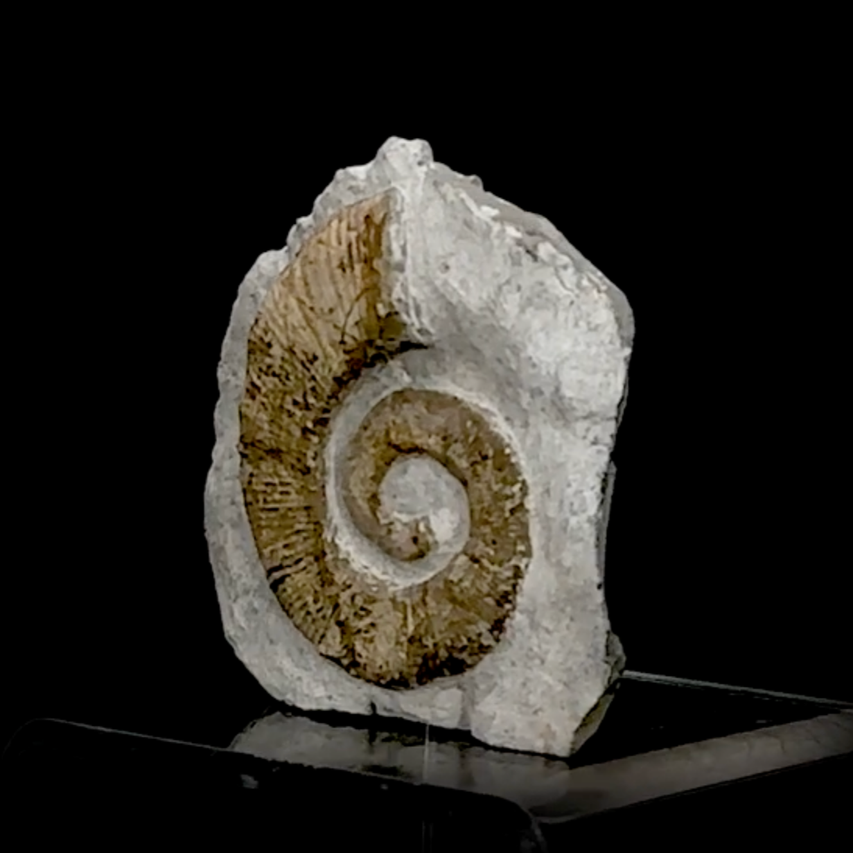 Ammonite Nautilus de l'étage TOARCIEN, de 90 x 85 x 25 mm - 230 grammes. Parfait pour collection, exposition...
