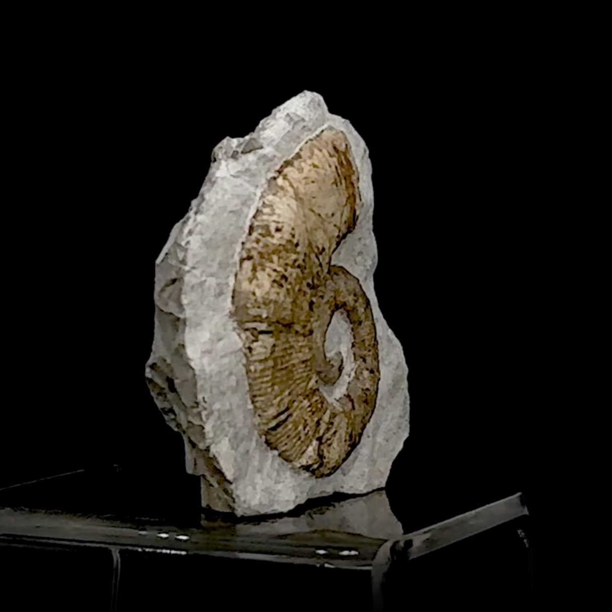 Ammonite Nautilus de l'étage TOARCIEN, de 90 x 85 x 25 mm - 230 grammes. Parfait pour collection, exposition...