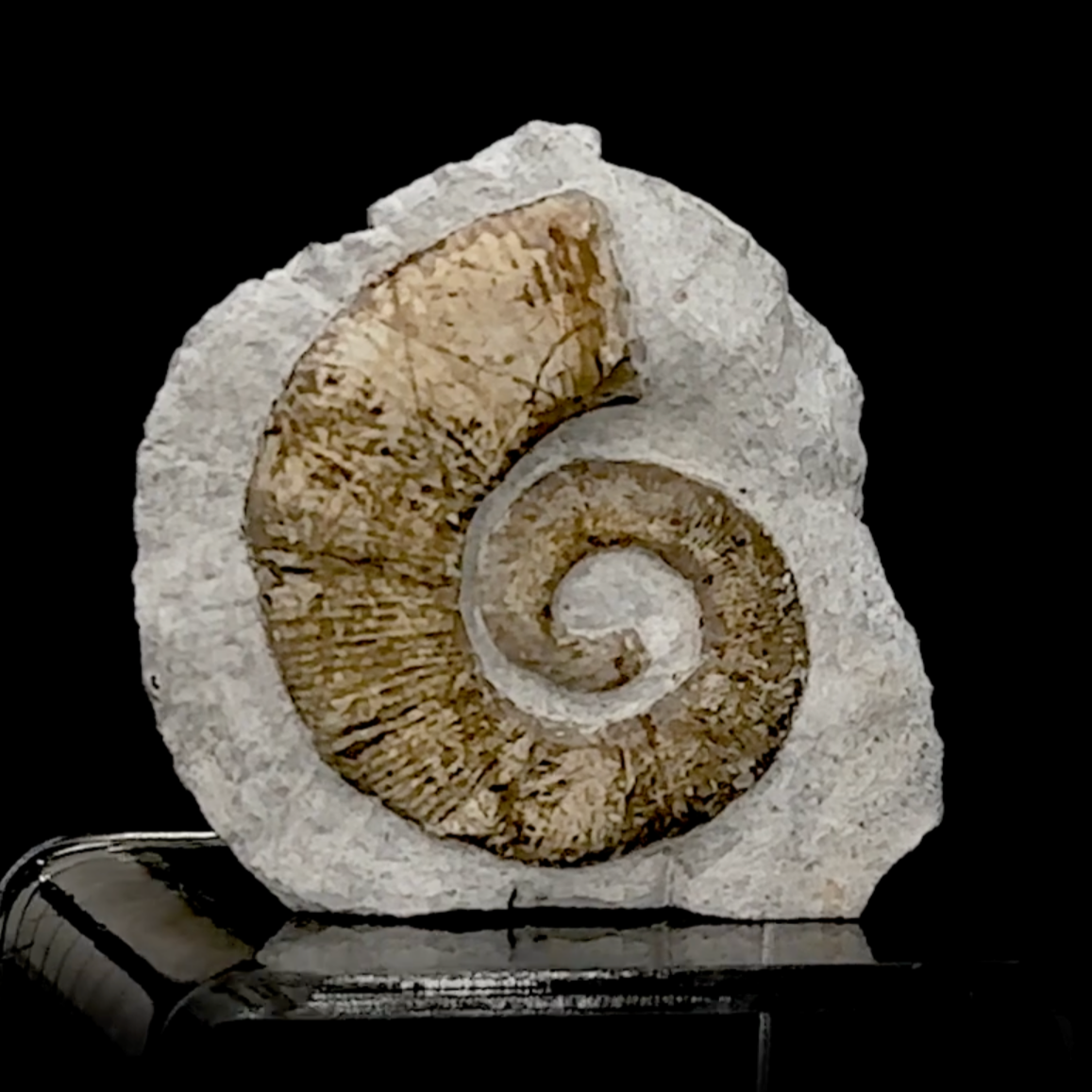 Ammonite Nautilus de l'étage TOARCIEN, de 90 x 85 x 25 mm - 230 grammes. Parfait pour collection, exposition...