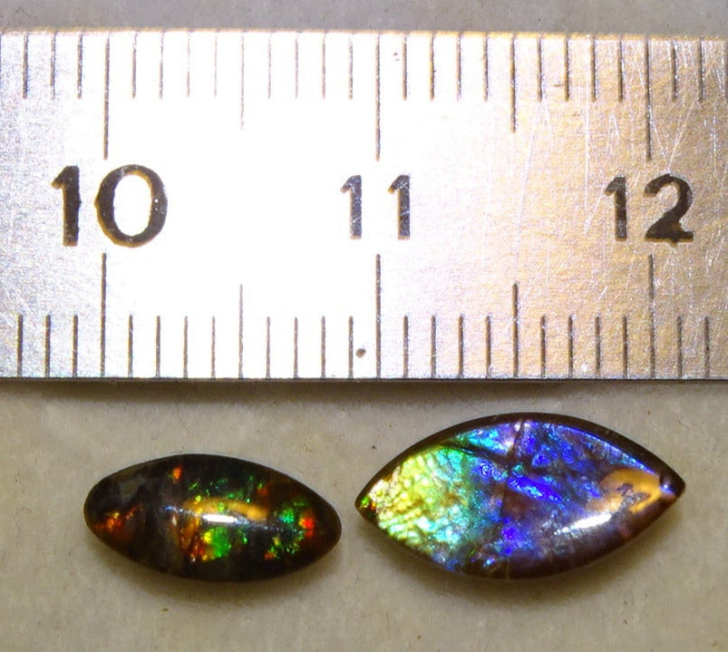 Ammolites 'véritables', 2 pièces au choix de 0,9x0,4x0,1 et 12x0,5x0,2 mm, magnifiques reflets multicolores, très belles pièces, parfait en bijouterie, collection ,exposition...