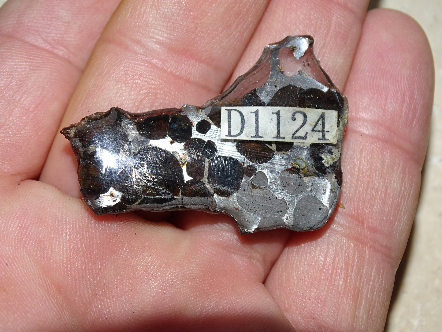 Sélection de météorites Pallasites Sericho, de 6 à 40 gr. Se distinguent par la présence de gros cristaux d'olivine en inclusion dans la matrice, magnifique !