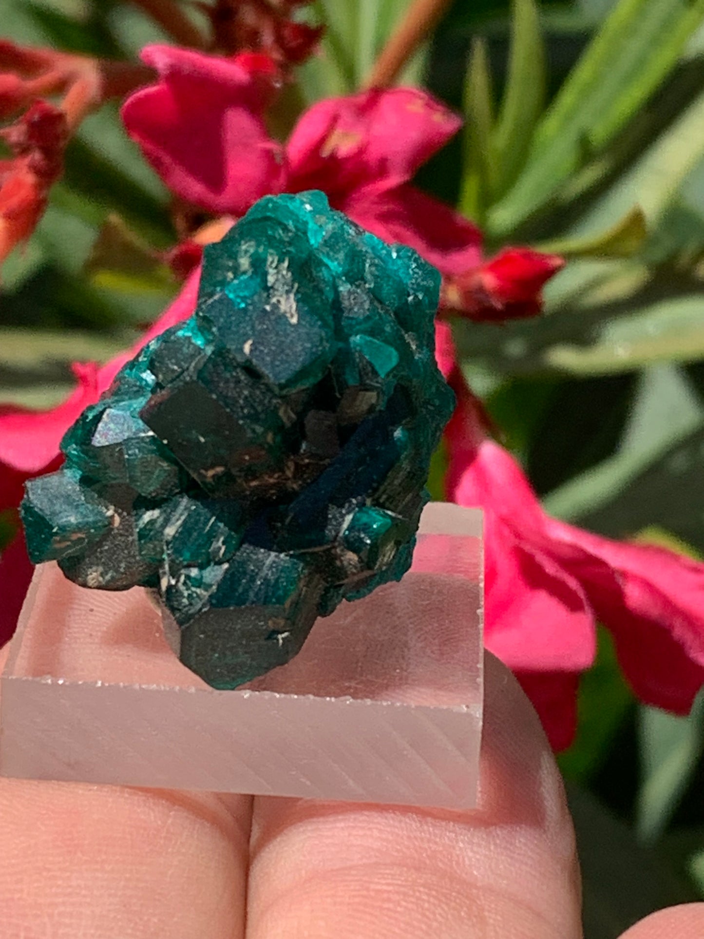 Dioptase, spécimen cristalisé de 24mm x 21 x 21 - 10 grammes ! Rare et puissante en minéralogie et lithothérapie !