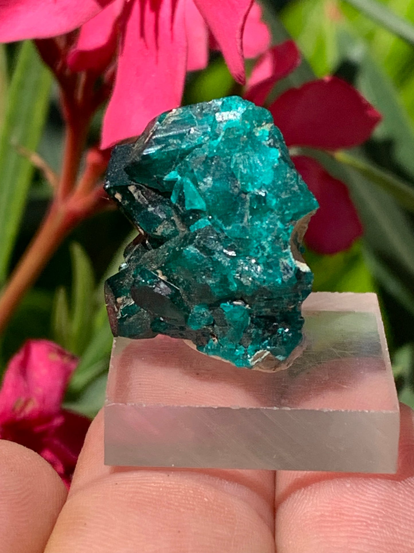 Dioptase, spécimen cristalisé de 24mm x 21 x 21 - 10 grammes ! Rare et puissante en minéralogie et lithothérapie !