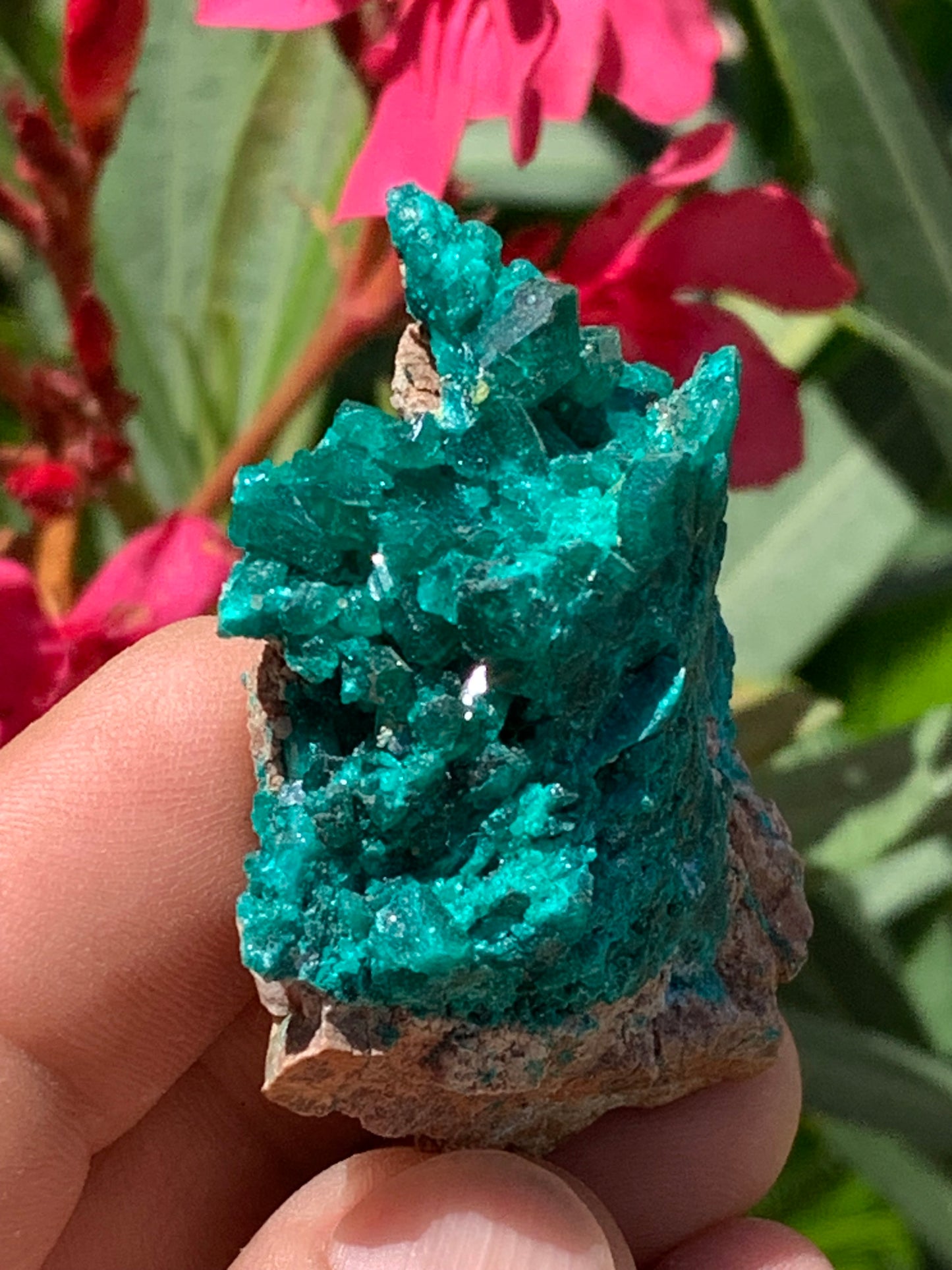 Dioptase, spécimen cristalisé de 52mm x 42 x 17 - 31 grammes ! Rare et puissante en minéralogie et lithothérapie !