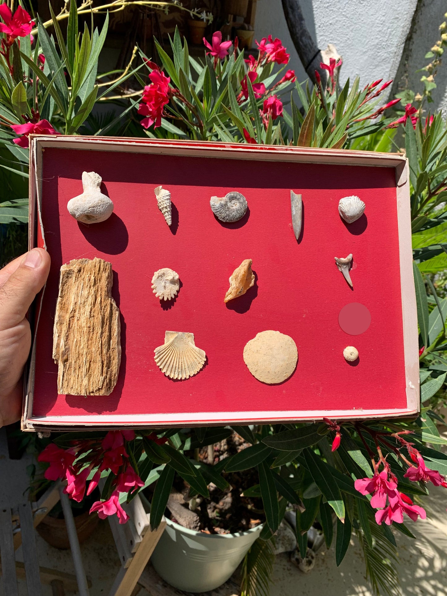 Fossiles de France*, coffret collection avec description de 12 pièces. Parfait pour collection, exposition...