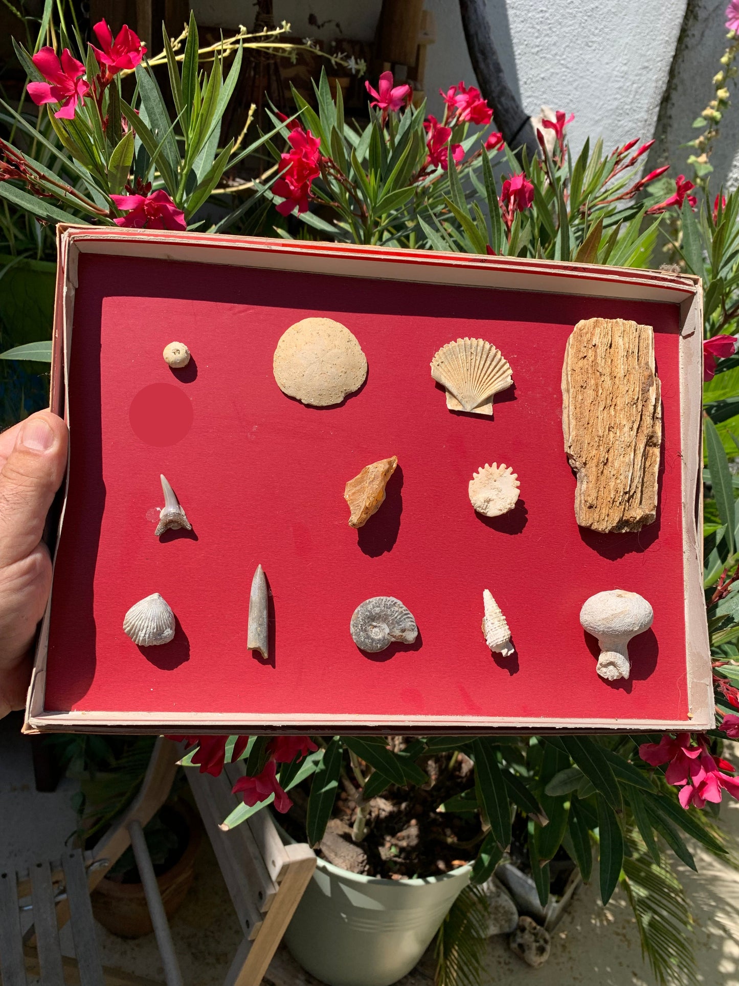 Fossiles de France*, coffret collection avec description de 12 pièces. Parfait pour collection, exposition...