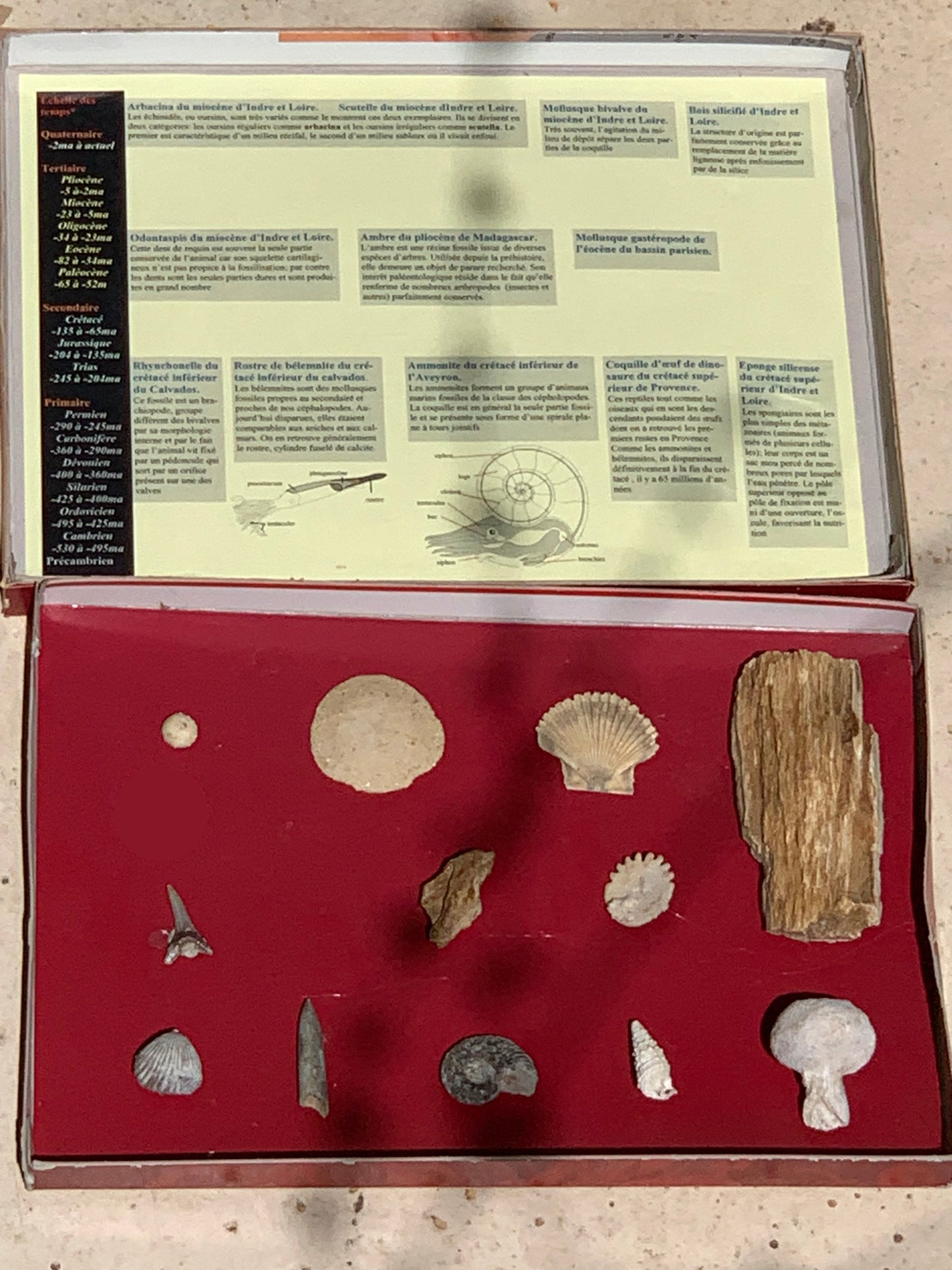 Fossiles de France*, coffret collection avec description de 12 pièces. Parfait pour collection, exposition...