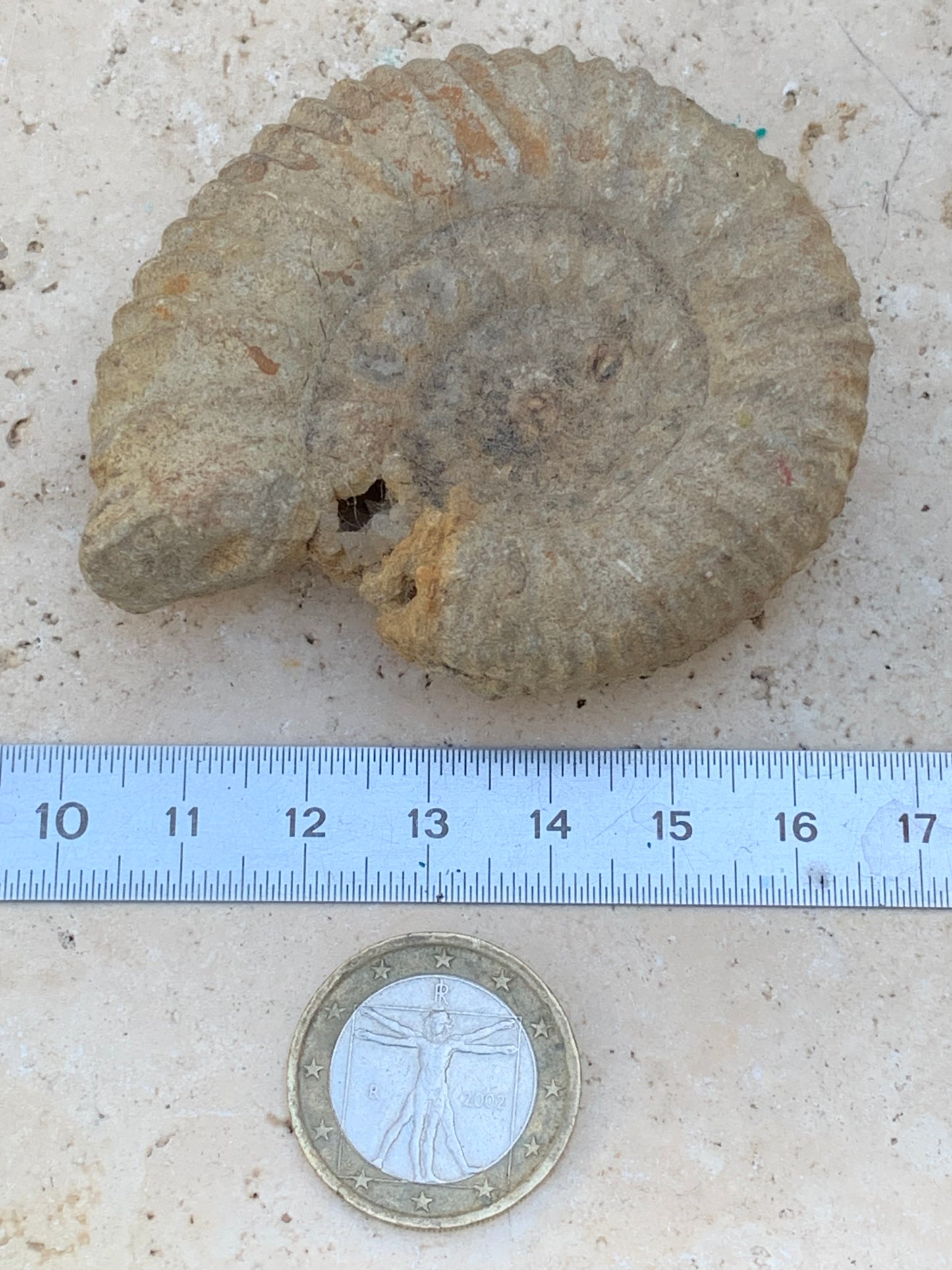 Ammonite dîtes 'Tracteur' de France, de 67mm x 55 x 22 - 92,2 grammes. Parfait pour collection, exposition...