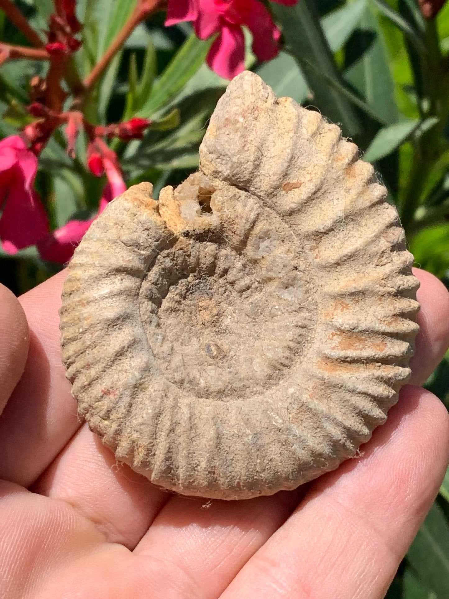 Ammonite dîtes 'Tracteur' de France, de 67mm x 55 x 22 - 92,2 grammes. Parfait pour collection, exposition...