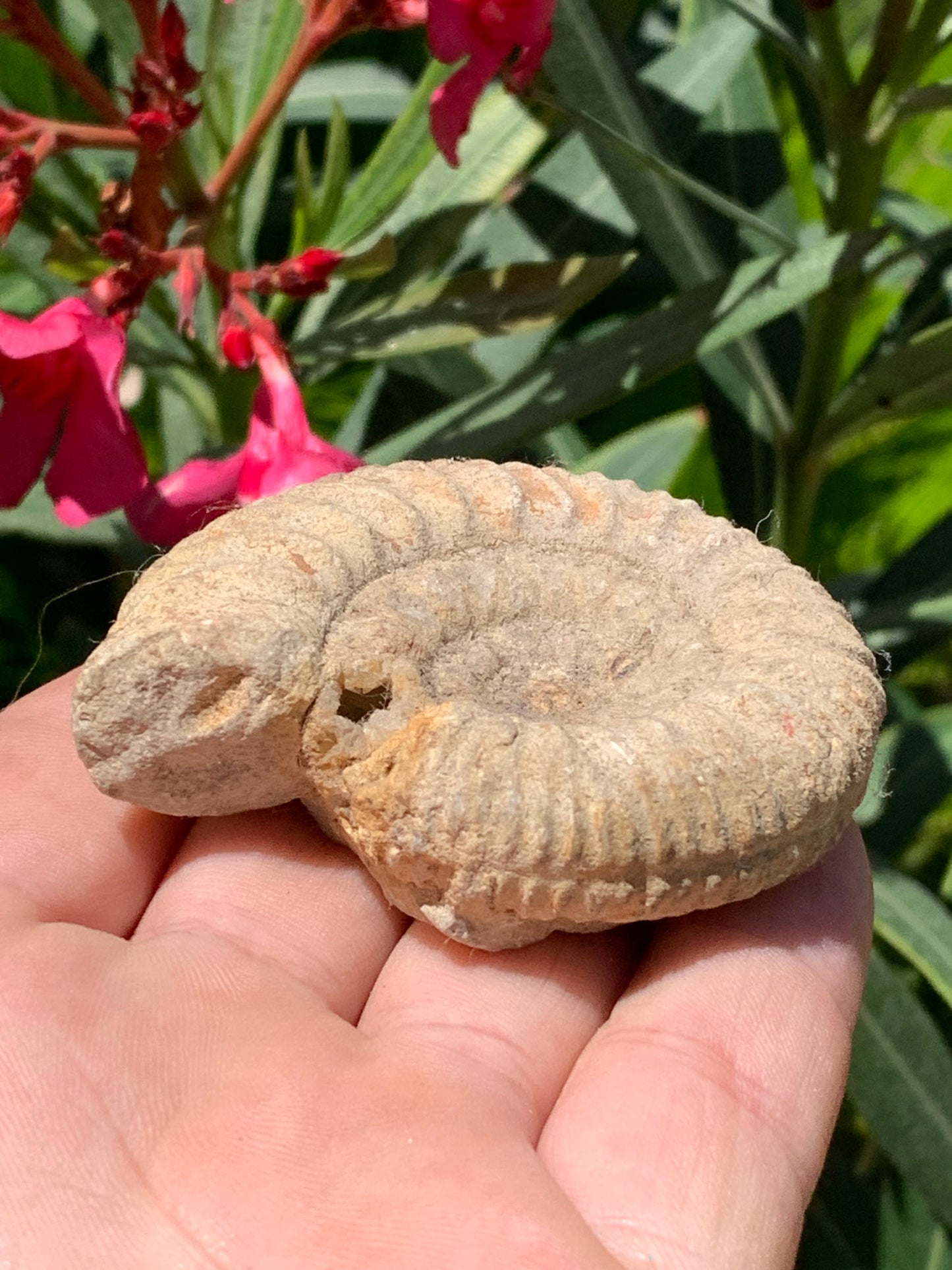 Ammonite dîtes 'Tracteur' de France, de 67mm x 55 x 22 - 92,2 grammes. Parfait pour collection, exposition...