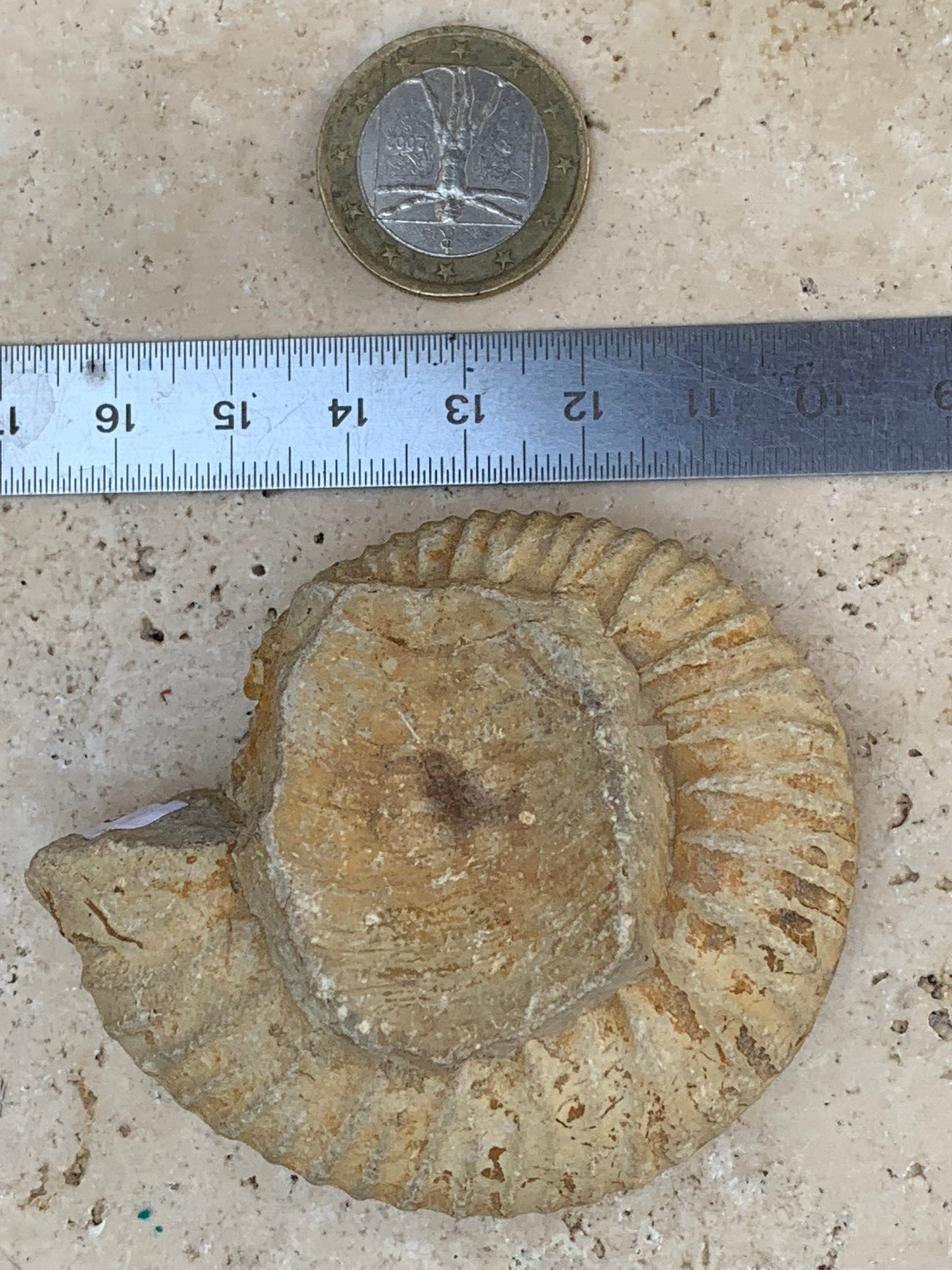 Ammonite dîtes 'Tracteur' de France, de 67mm x 55 x 22 - 92,2 grammes. Parfait pour collection, exposition...