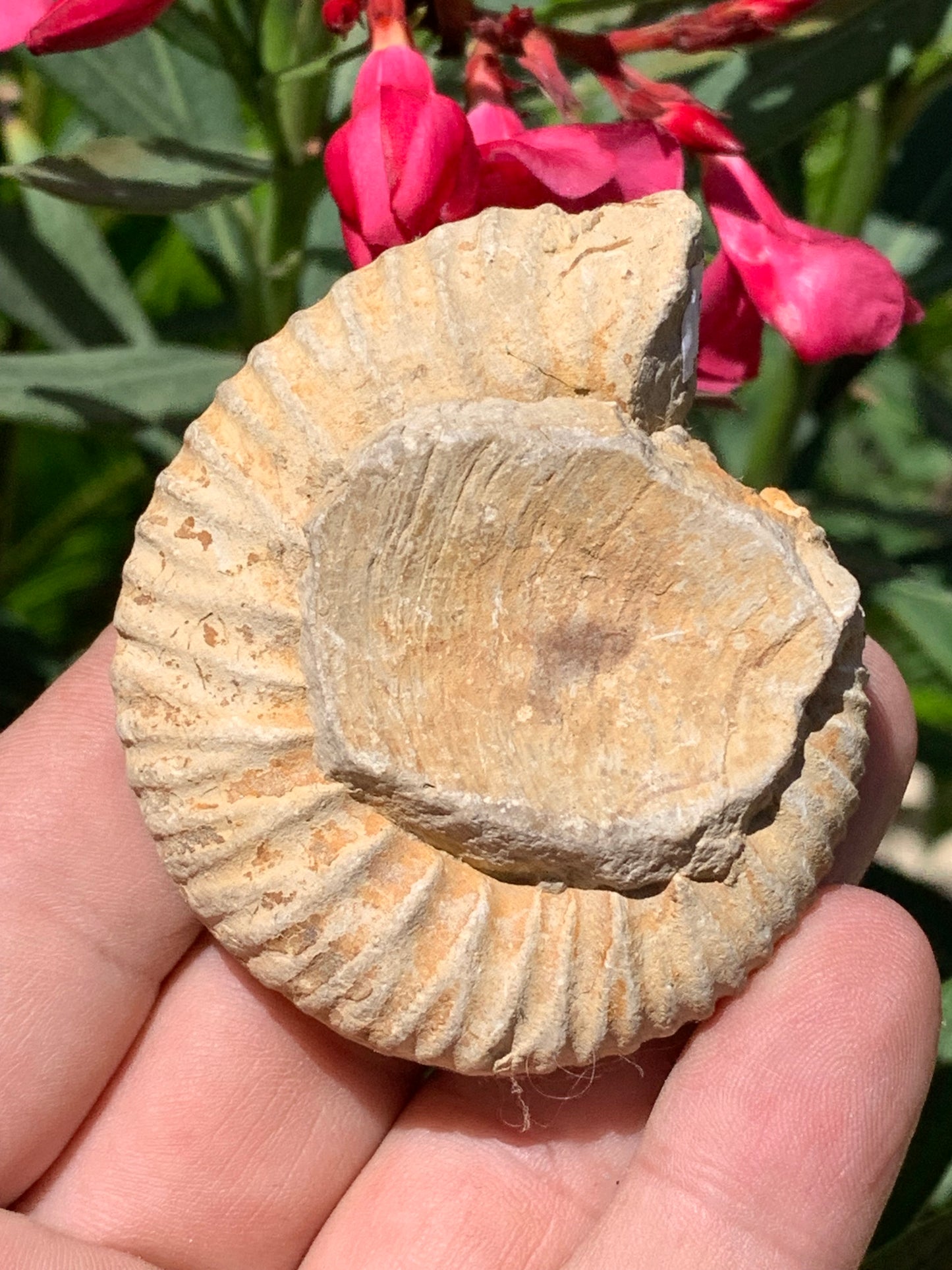 Ammonite dîtes 'Tracteur' de France, de 67mm x 55 x 22 - 92,2 grammes. Parfait pour collection, exposition...