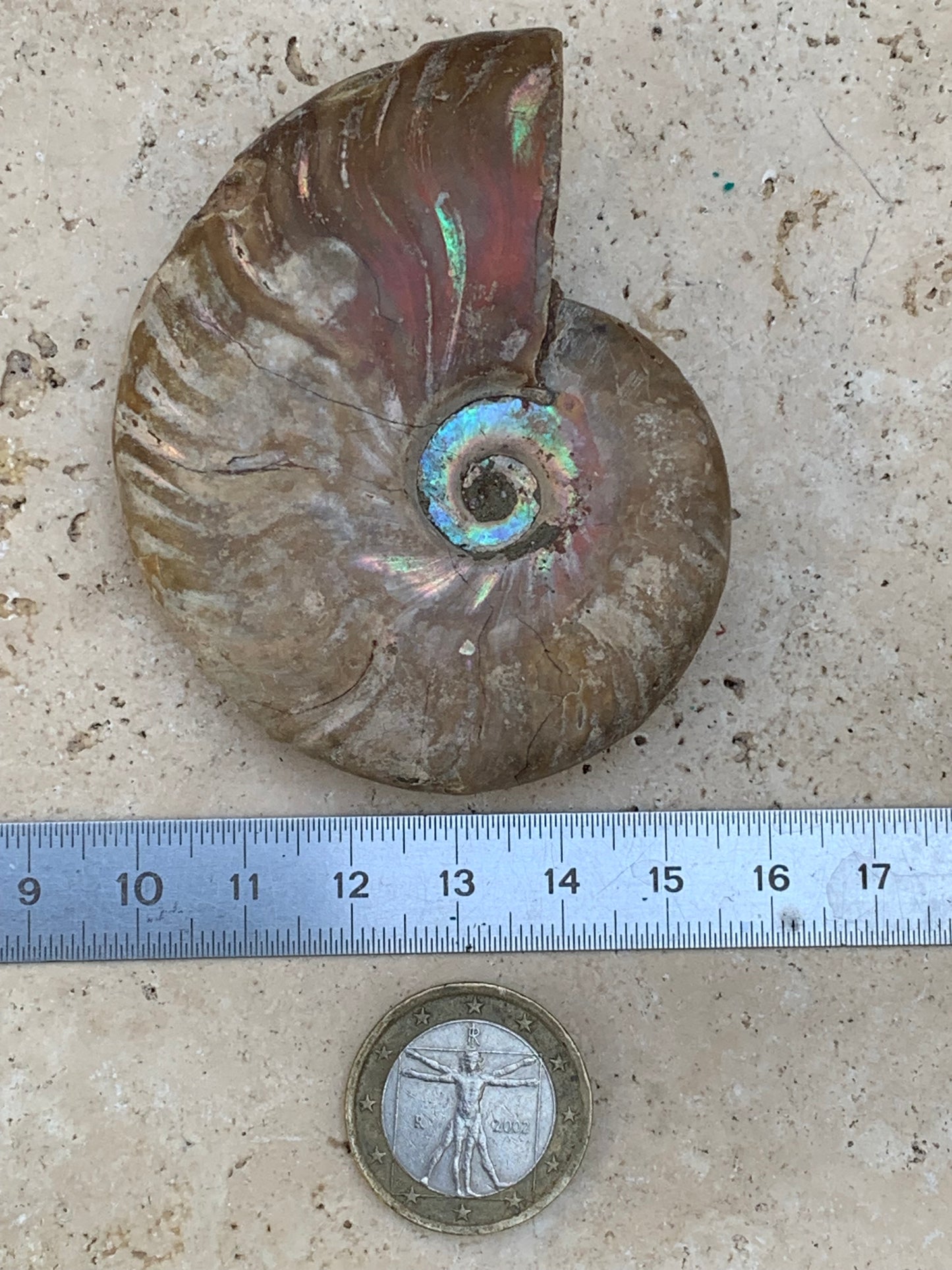 Ammonite nacrée, de 72mm x 56 x 22 - 101,6 grammes. Parfait pour collection, exposition...