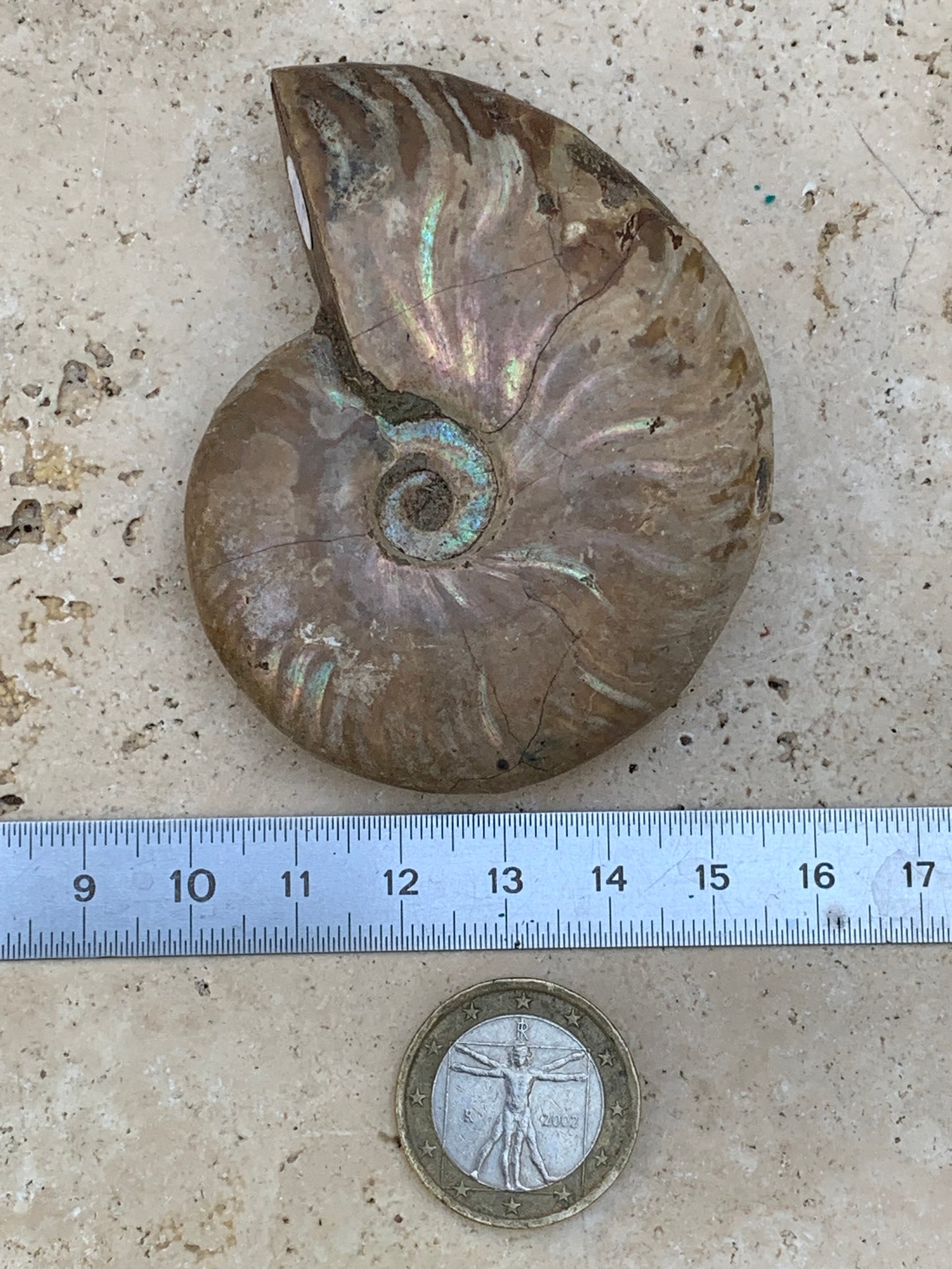 Ammonite nacrée, de 72mm x 56 x 22 - 101,6 grammes. Parfait pour collection, exposition...