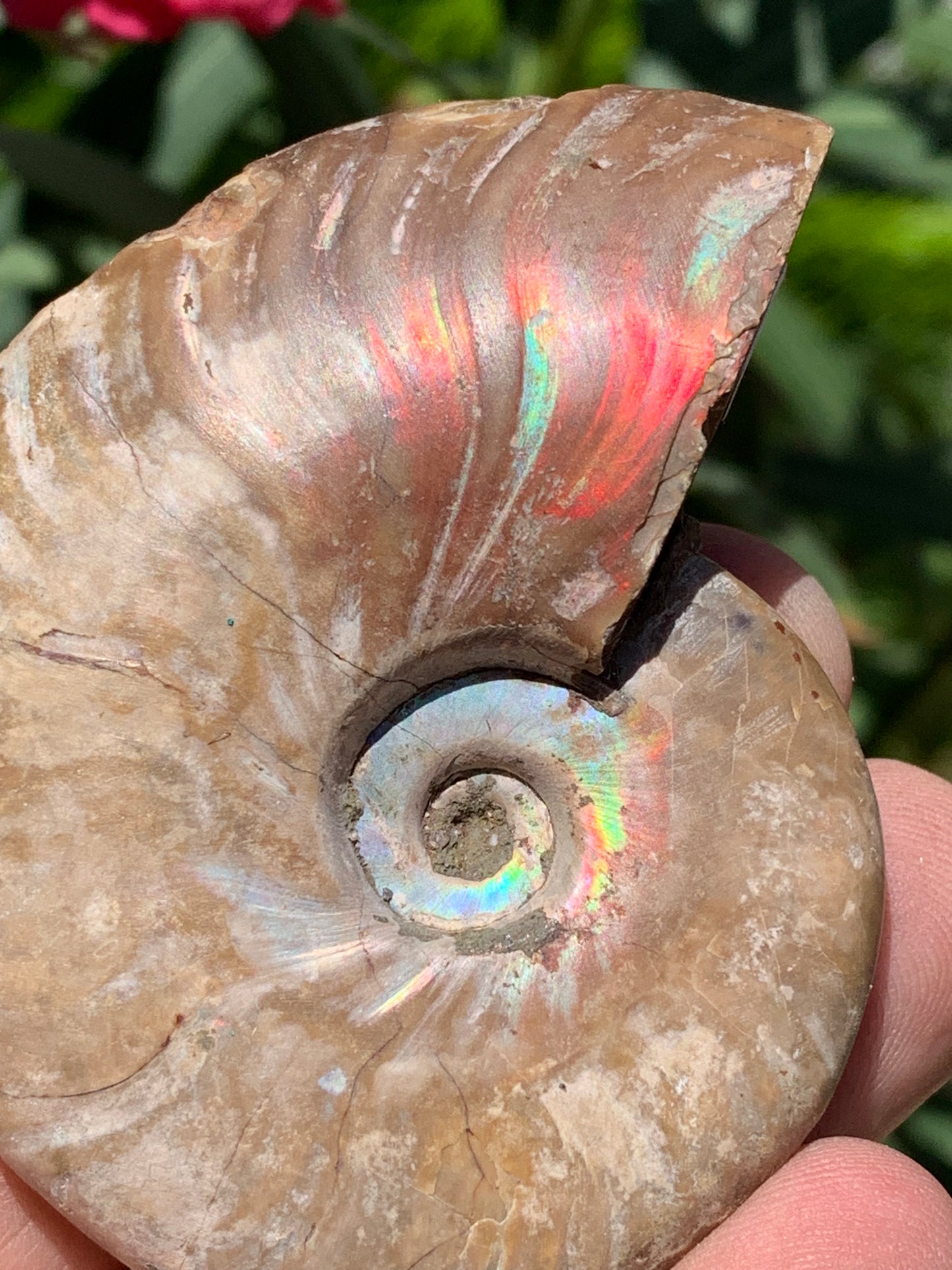 Ammonite nacrée, de 72mm x 56 x 22 - 101,6 grammes. Parfait pour collection, exposition...