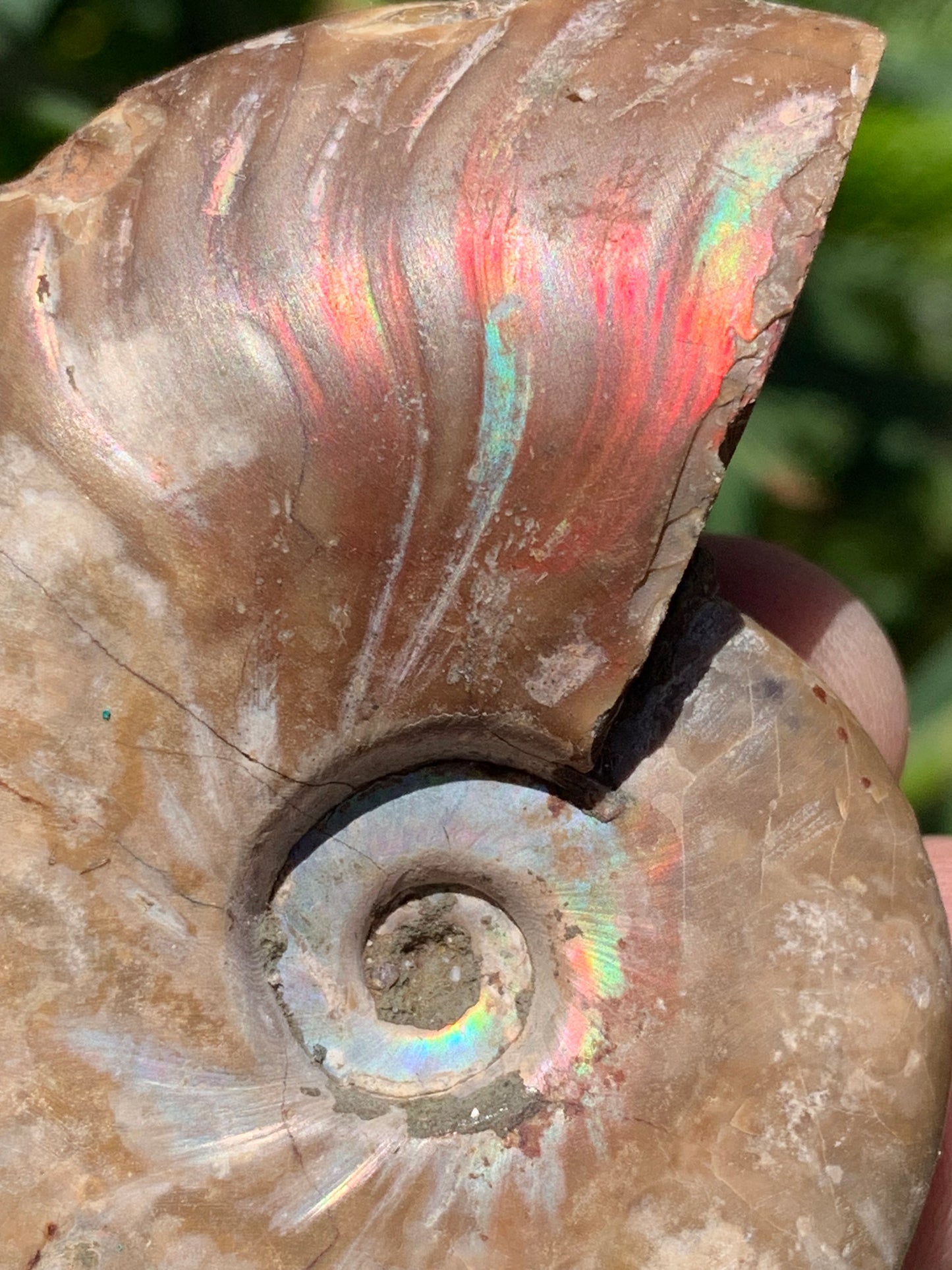 Ammonite nacrée, de 72mm x 56 x 22 - 101,6 grammes. Parfait pour collection, exposition...