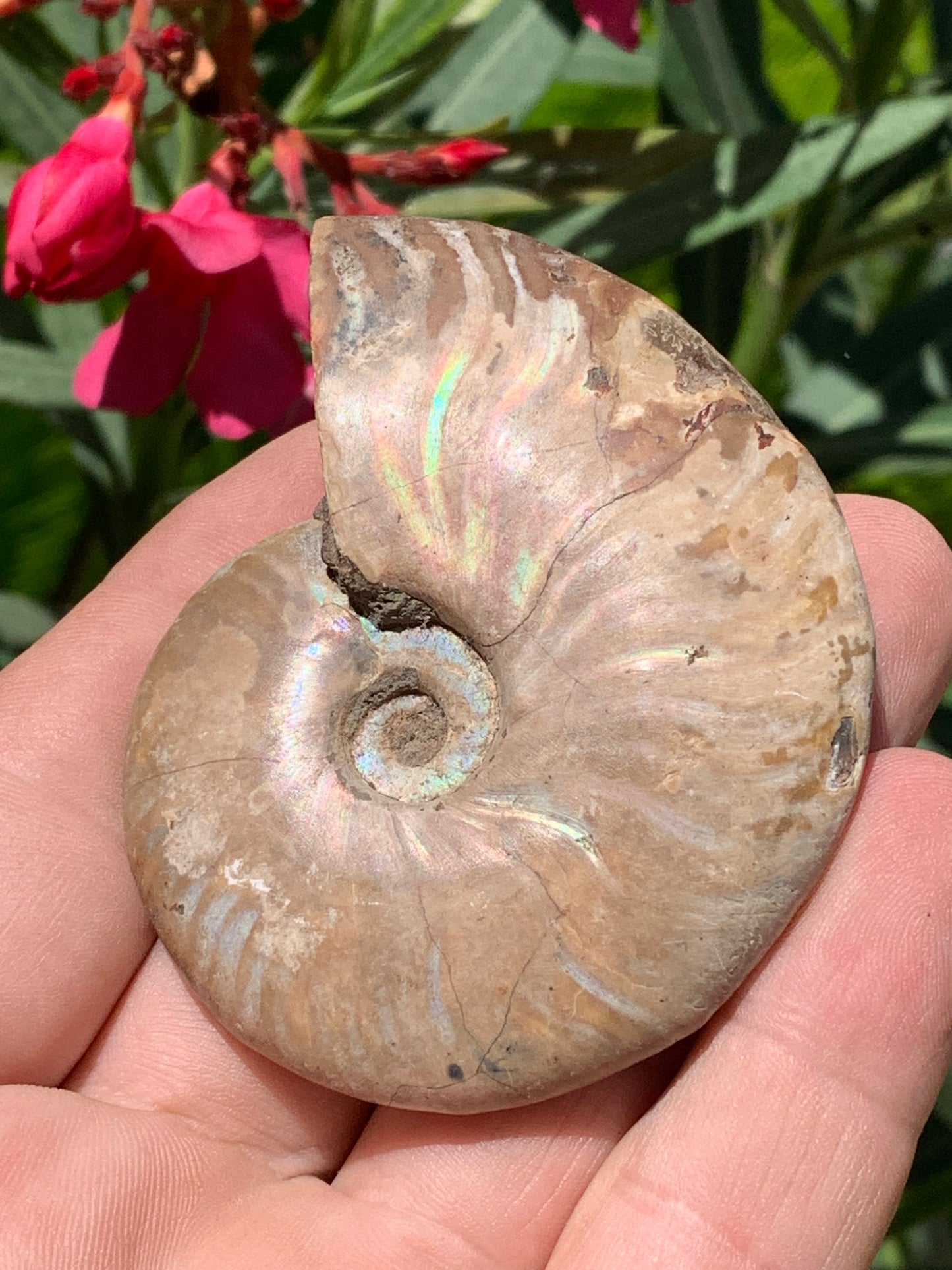 Ammonite nacrée, de 72mm x 56 x 22 - 101,6 grammes. Parfait pour collection, exposition...