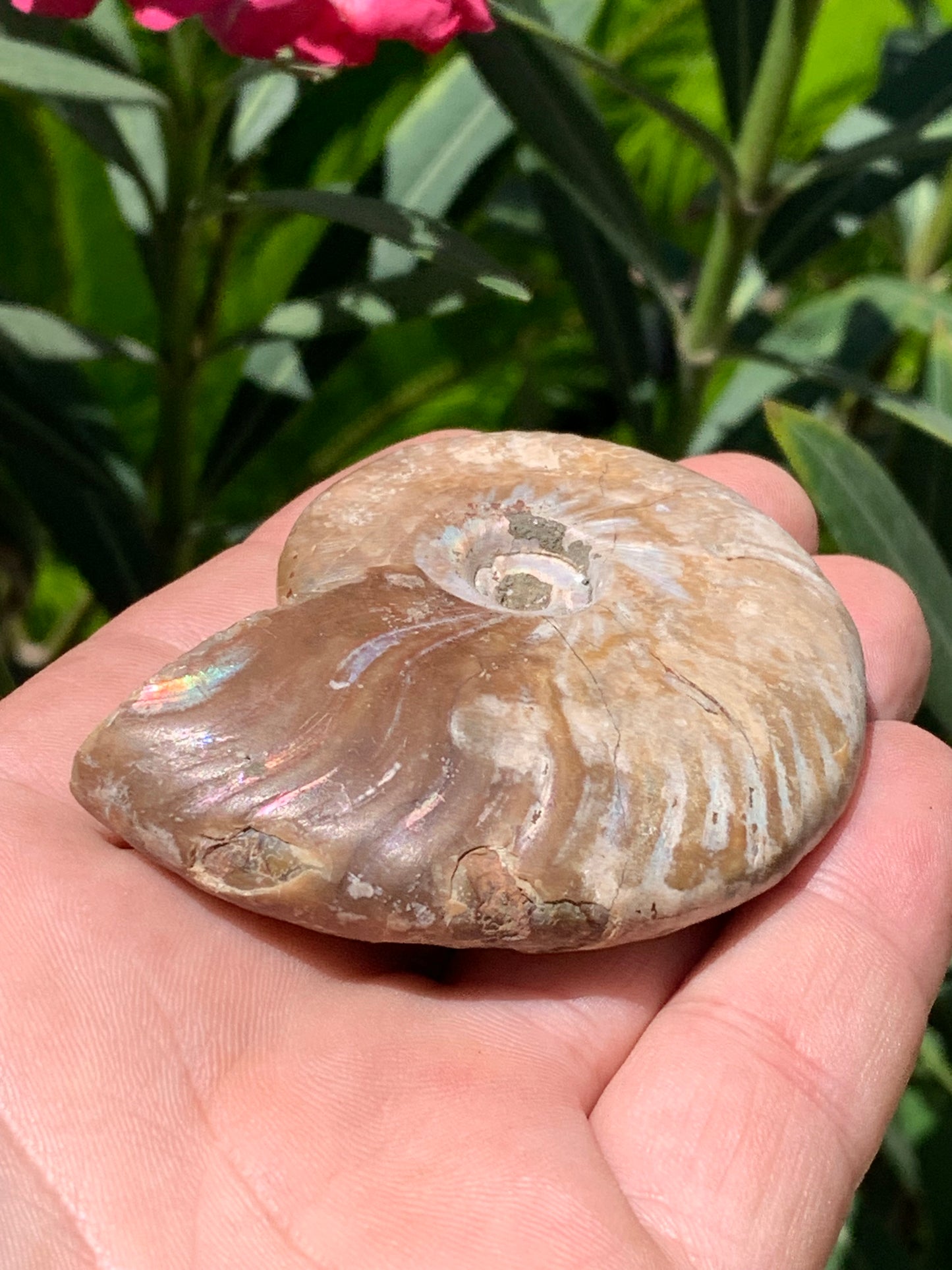 Ammonite nacrée, de 72mm x 56 x 22 - 101,6 grammes. Parfait pour collection, exposition...