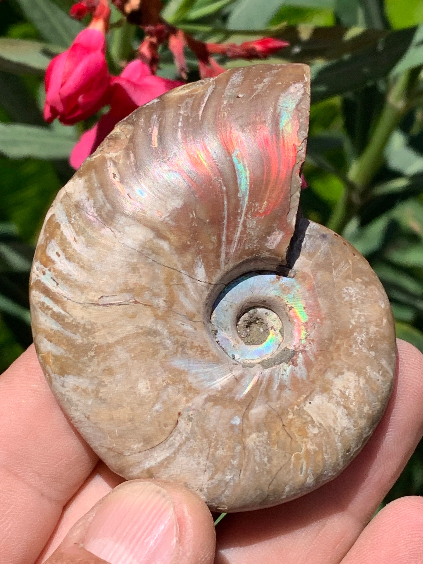 Ammonite nacrée, de 72mm x 56 x 22 - 101,6 grammes. Parfait pour collection, exposition...