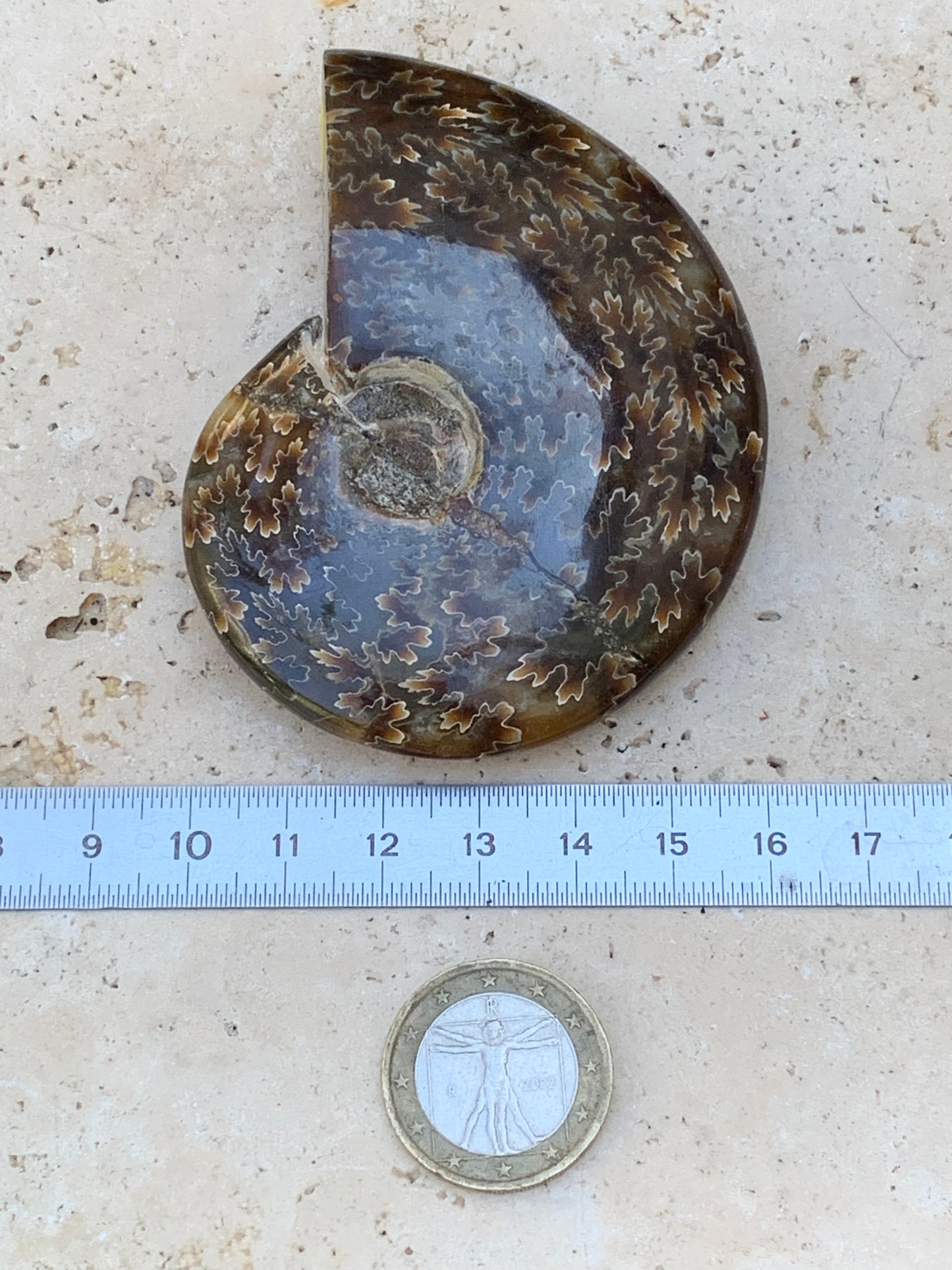 Ammonite fougĂšre, de 78mm x 63 x 22 - 124,7 grammes. Parfait pour collection, exposition...