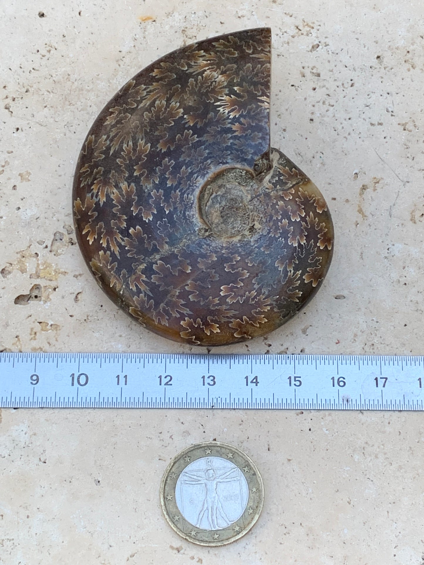 Ammonite fougĂšre, de 78mm x 63 x 22 - 124,7 grammes. Parfait pour collection, exposition...