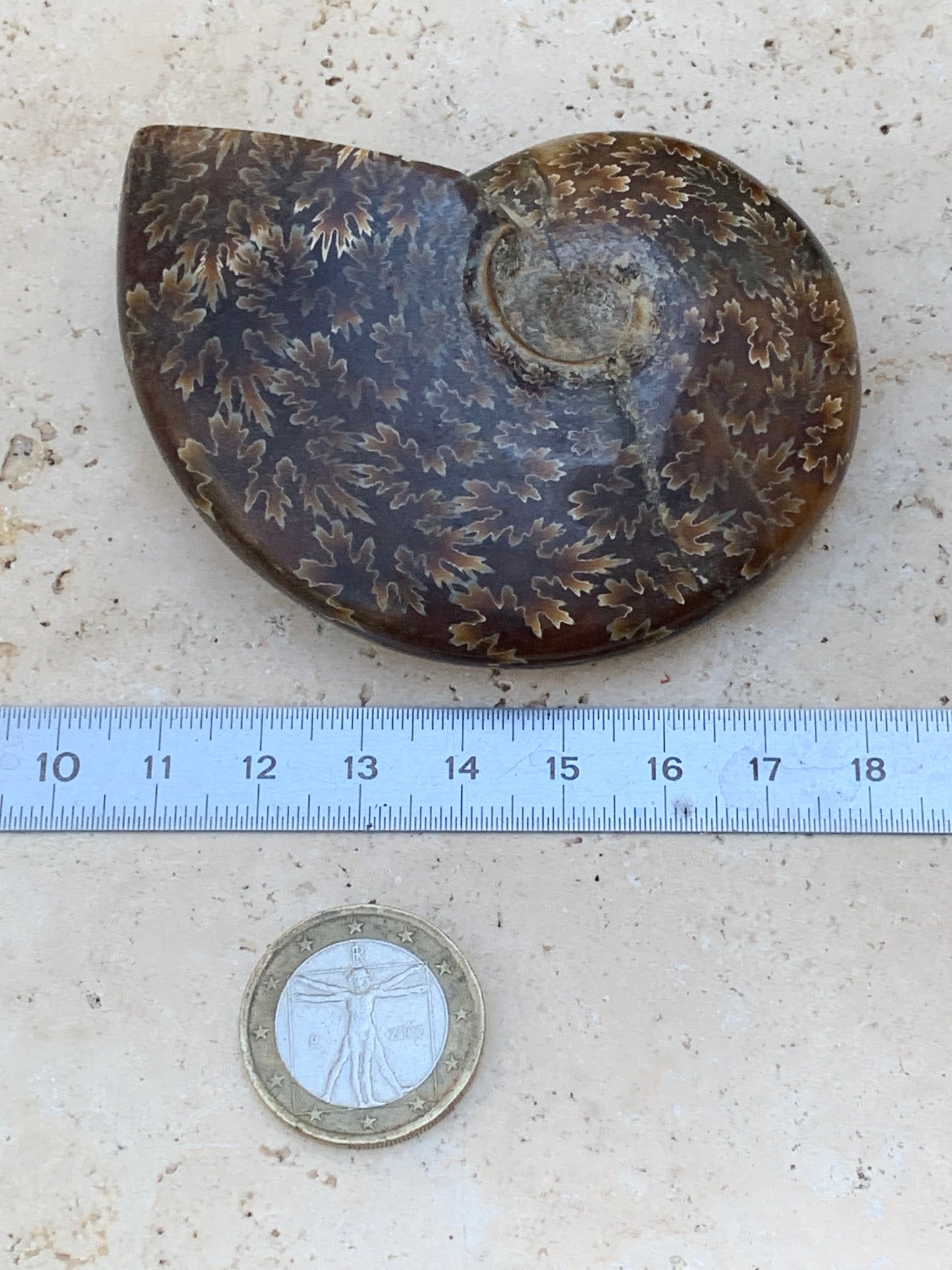 Ammonite fougĂšre, de 78mm x 63 x 22 - 124,7 grammes. Parfait pour collection, exposition...