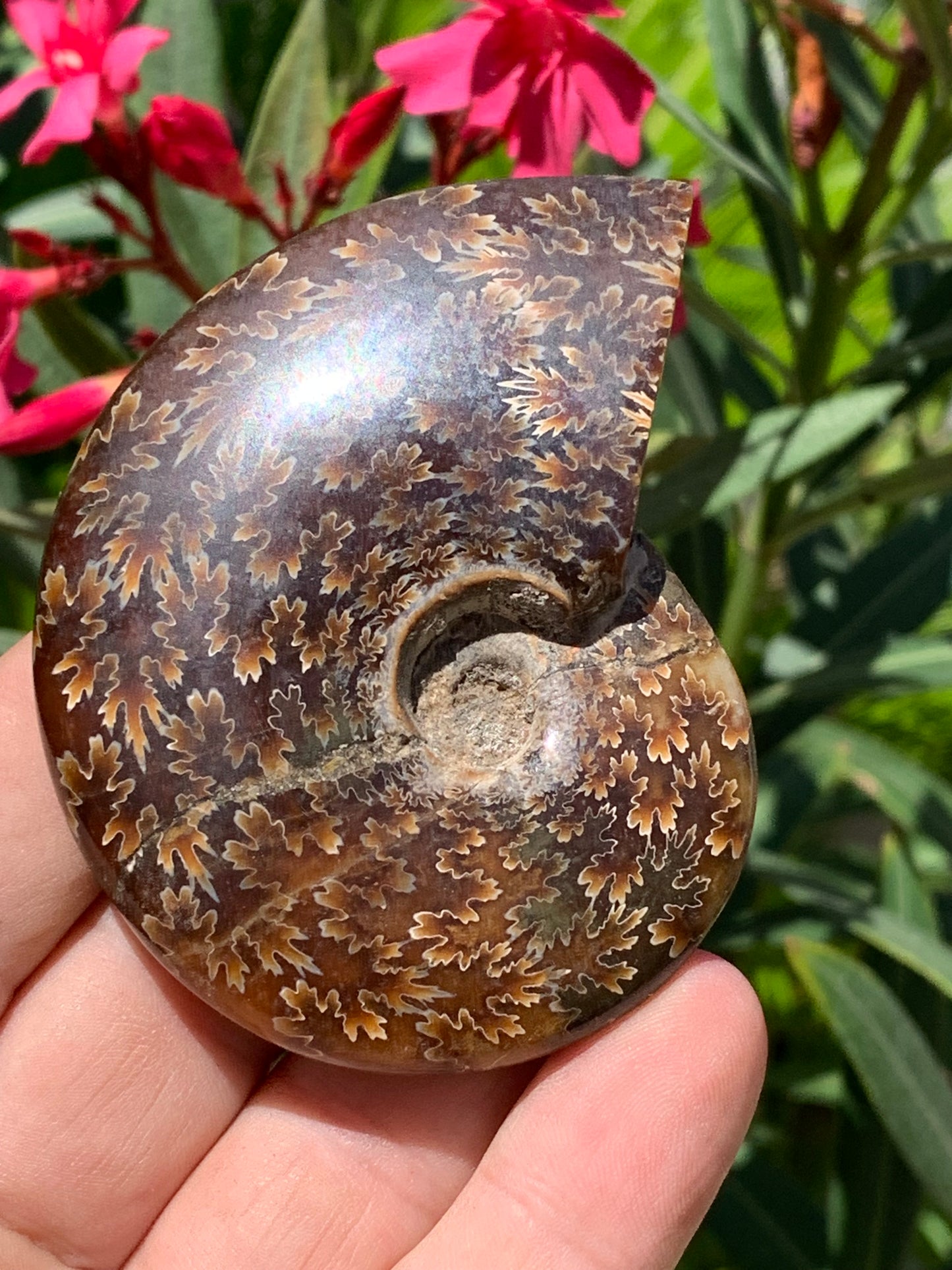 Ammonite fougĂšre, de 78mm x 63 x 22 - 124,7 grammes. Parfait pour collection, exposition...
