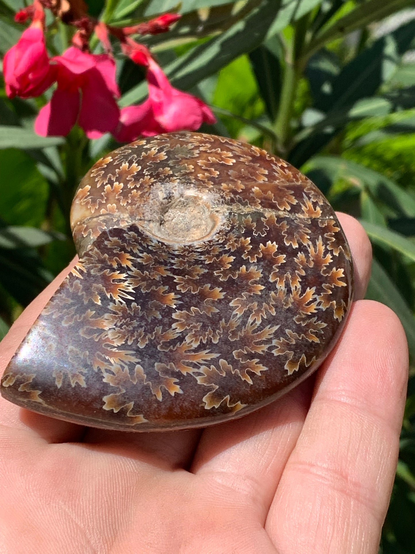 Ammonite fougĂšre, de 78mm x 63 x 22 - 124,7 grammes. Parfait pour collection, exposition...