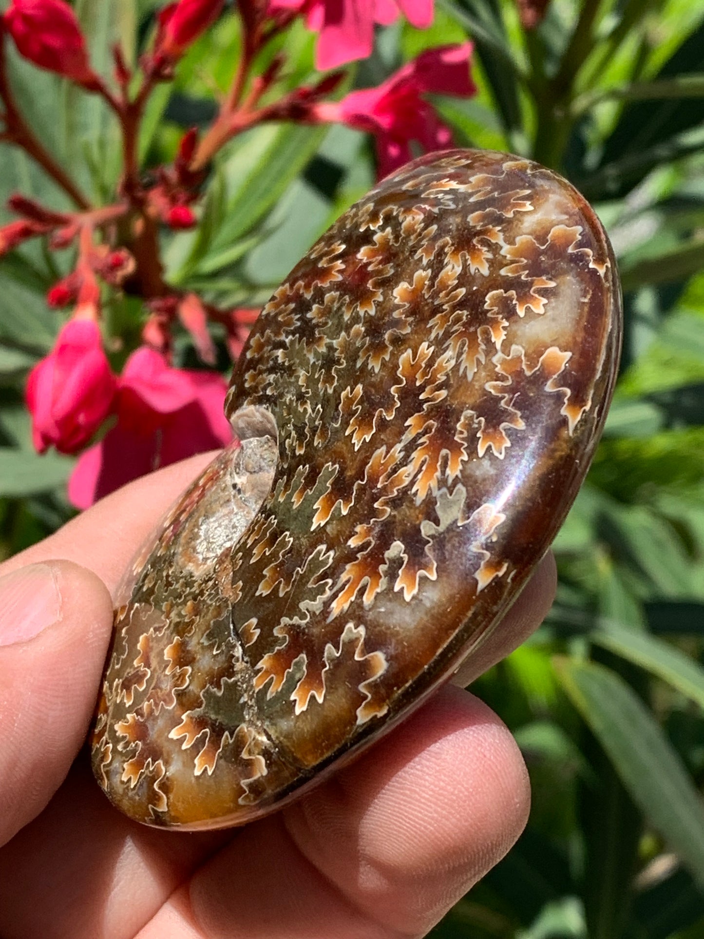 Ammonite fougĂšre, de 78mm x 63 x 22 - 124,7 grammes. Parfait pour collection, exposition...