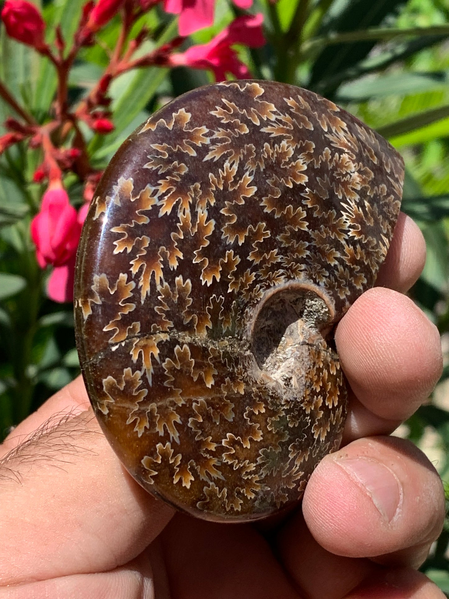 Ammonite fougĂšre, de 78mm x 63 x 22 - 124,7 grammes. Parfait pour collection, exposition...