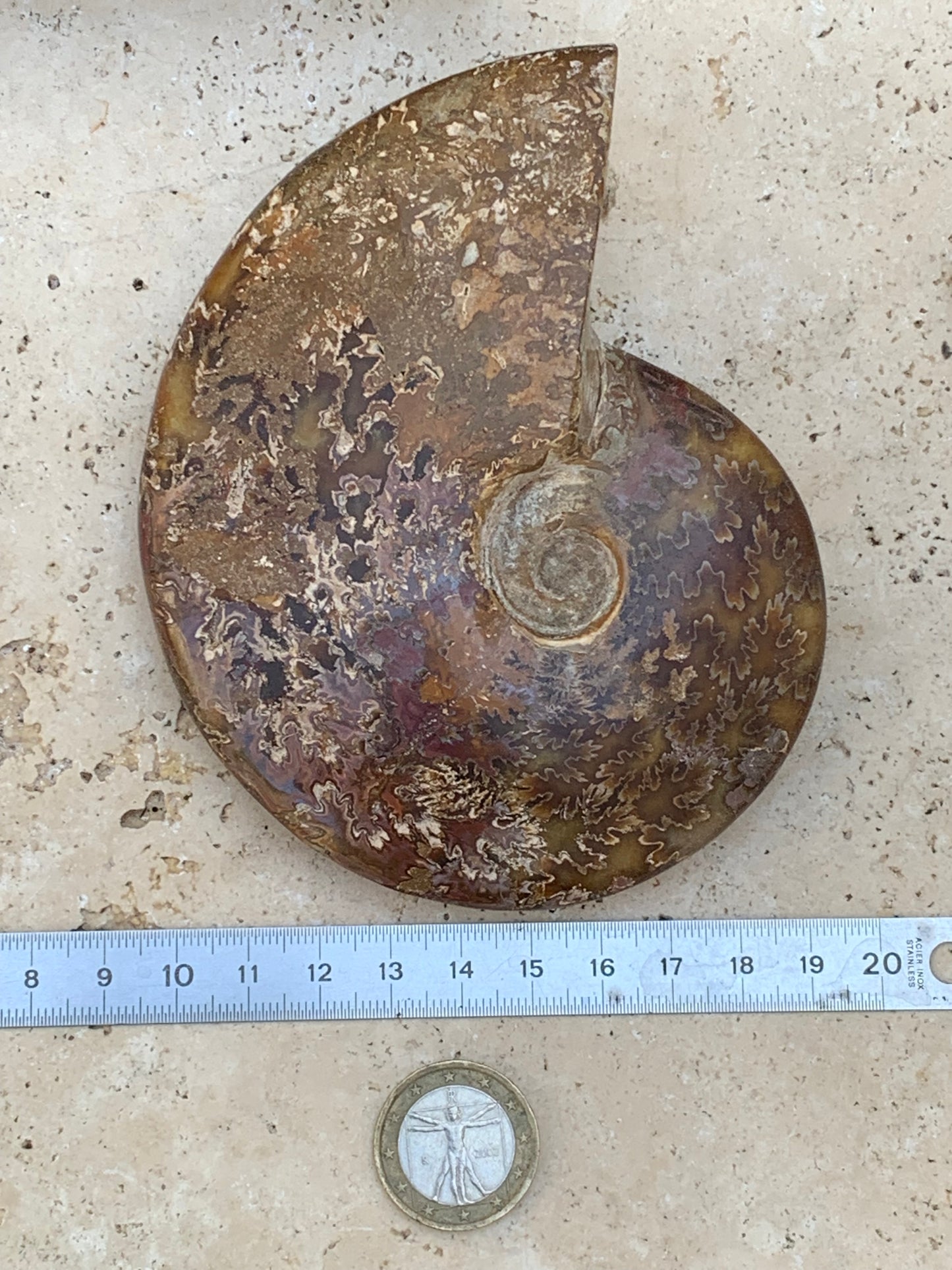 Ammonite fougĂšre, de 123mm x 100 x 23 - 337 grammes. Parfait pour collection, exposition...