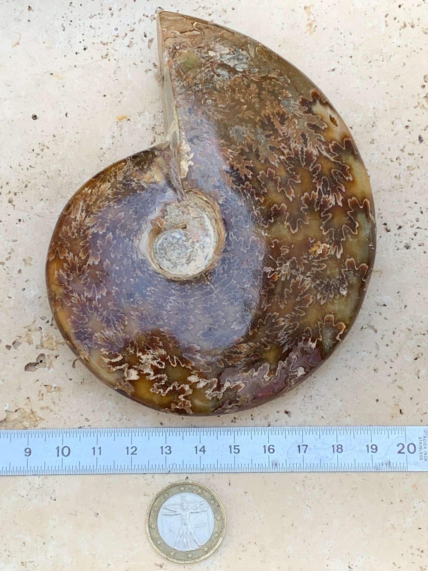 Ammonite fougĂšre, de 123mm x 100 x 23 - 337 grammes. Parfait pour collection, exposition...