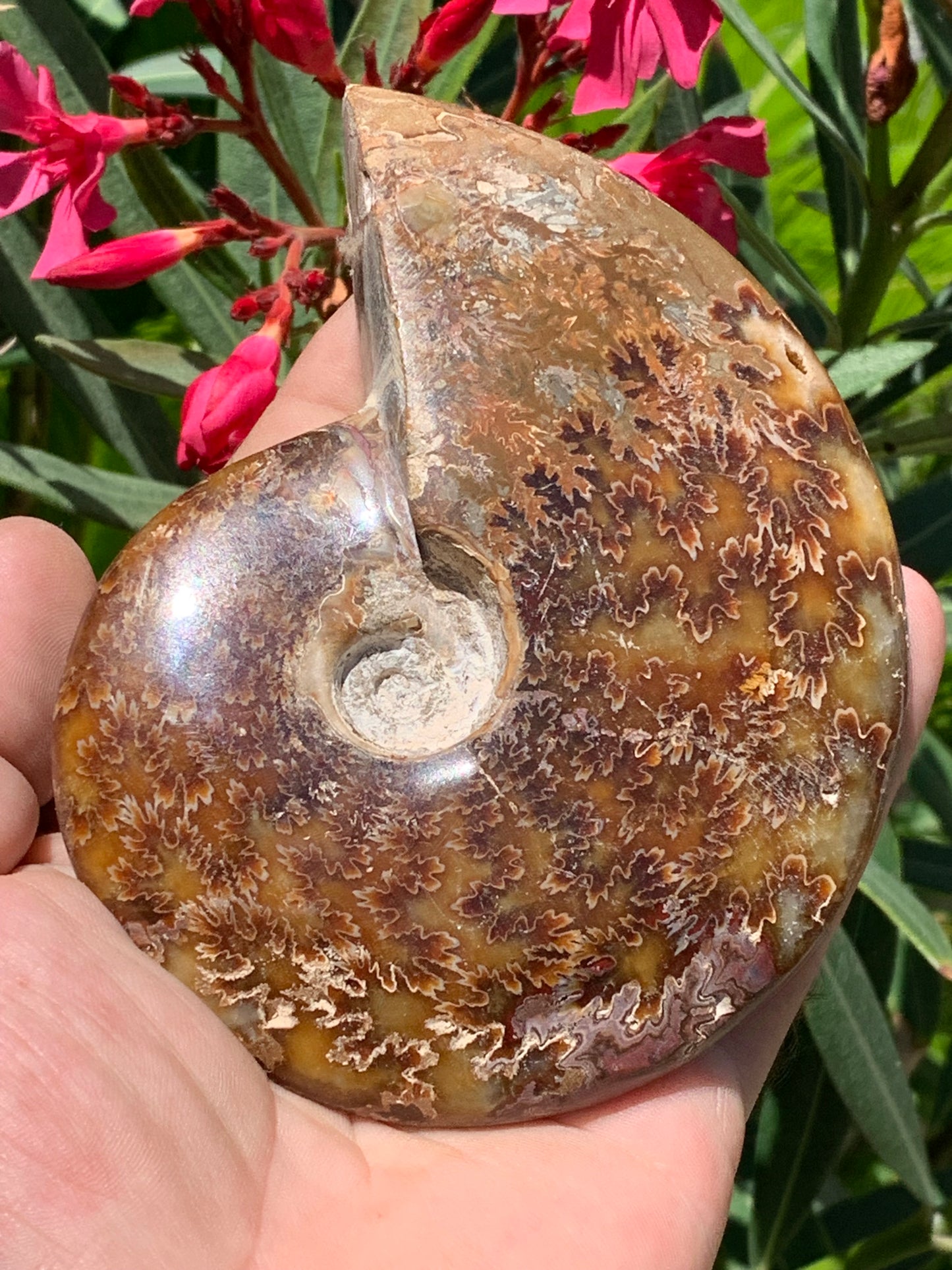 Ammonite fougĂšre, de 123mm x 100 x 23 - 337 grammes. Parfait pour collection, exposition...