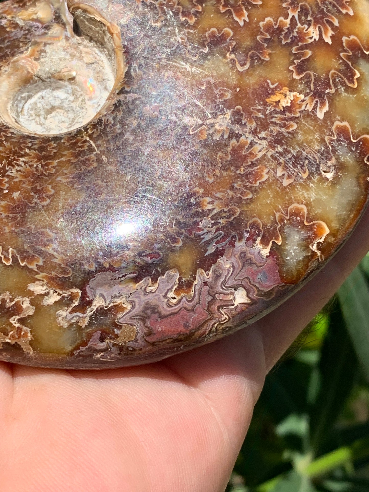 Ammonite fougĂšre, de 123mm x 100 x 23 - 337 grammes. Parfait pour collection, exposition...