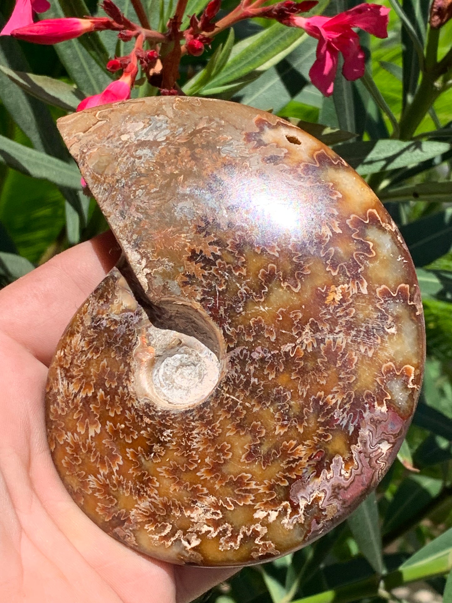 Ammonite fougĂšre, de 123mm x 100 x 23 - 337 grammes. Parfait pour collection, exposition...