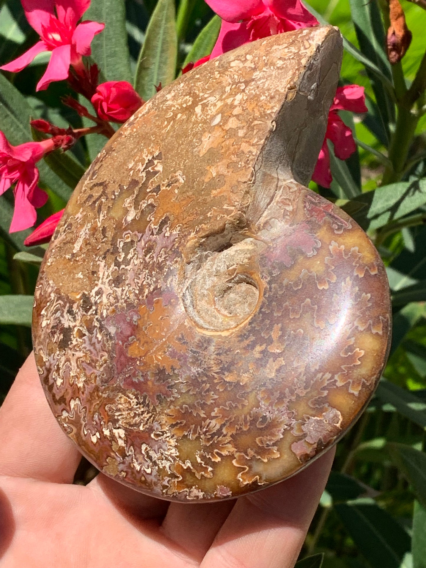 Ammonite fougĂšre, de 123mm x 100 x 23 - 337 grammes. Parfait pour collection, exposition...
