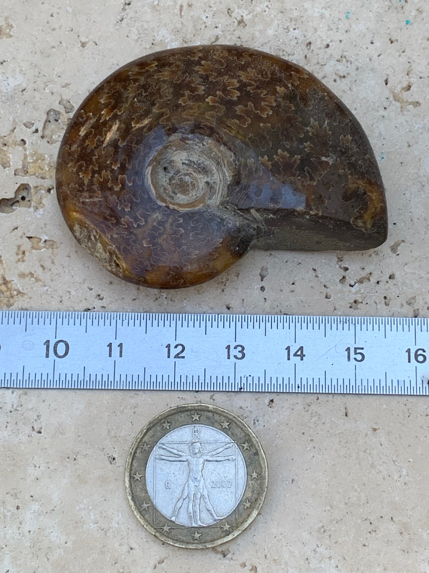 Ammonite fougĂšre, de 55mm x 45 x 16 - 43,8 grammes. Parfait pour collection, exposition...