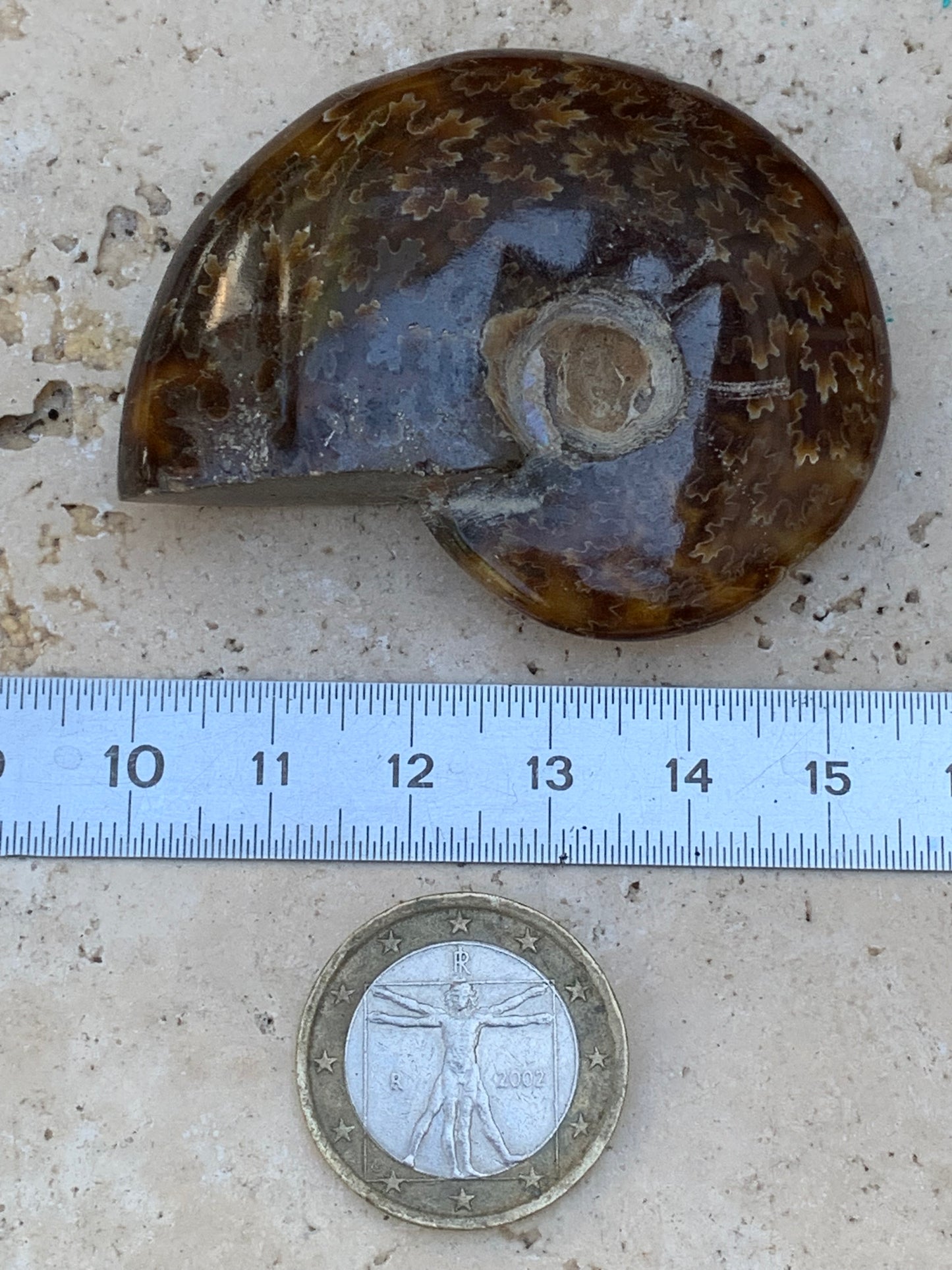 Ammonite fougĂšre, de 55mm x 45 x 16 - 43,8 grammes. Parfait pour collection, exposition...