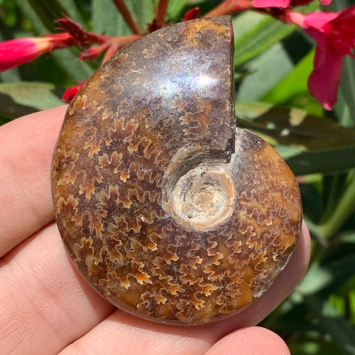 Ammonite fougĂšre, de 55mm x 45 x 16 - 43,8 grammes. Parfait pour collection, exposition...