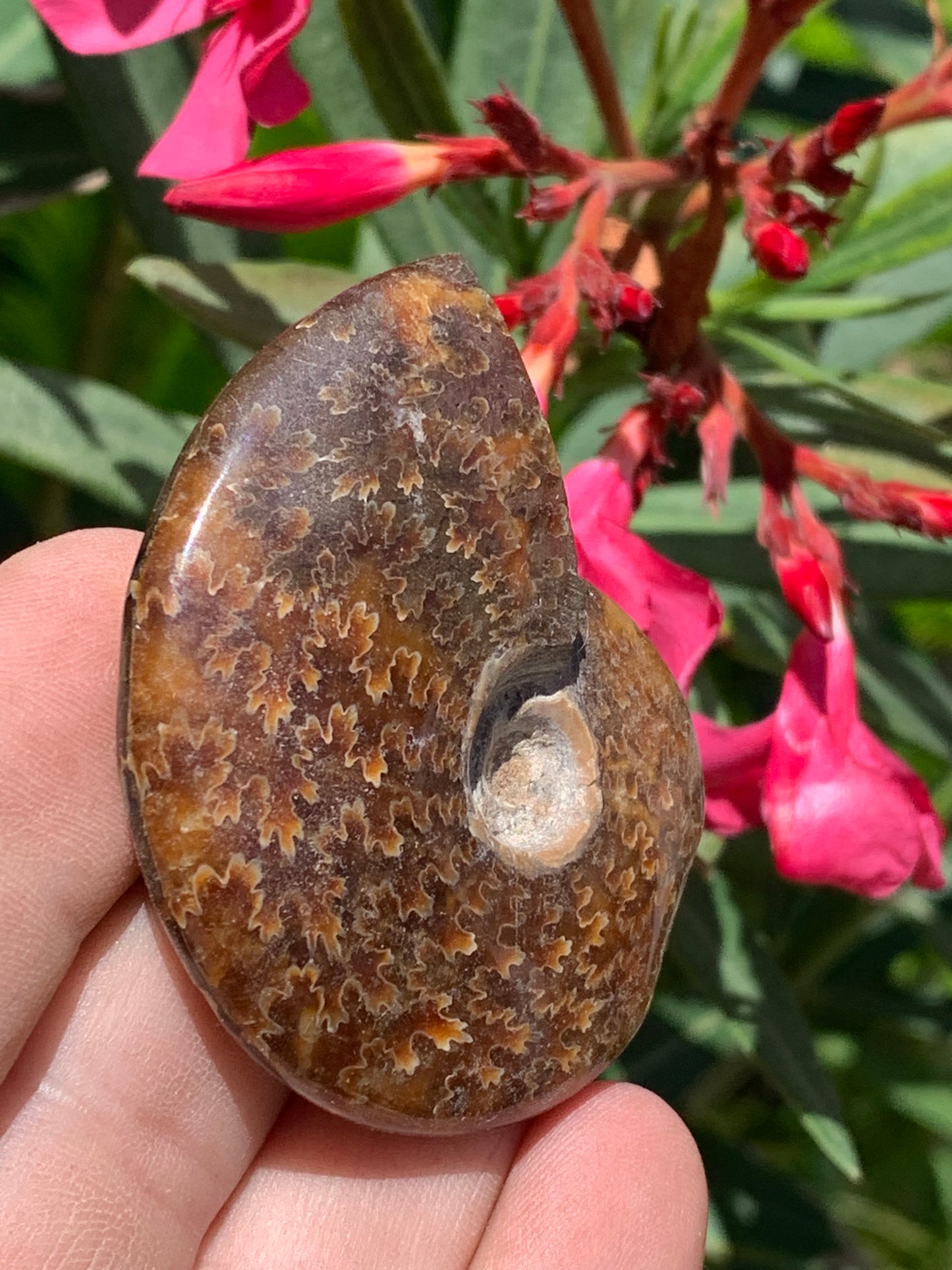 Ammonite fougĂšre, de 55mm x 45 x 16 - 43,8 grammes. Parfait pour collection, exposition...