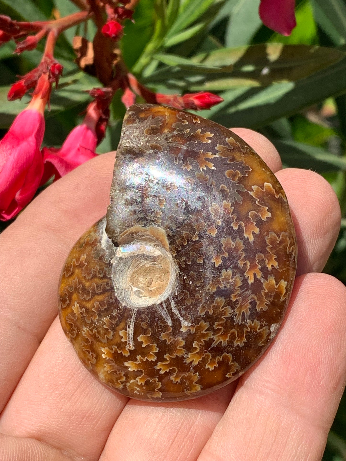 Ammonite fougĂšre, de 55mm x 45 x 16 - 43,8 grammes. Parfait pour collection, exposition...