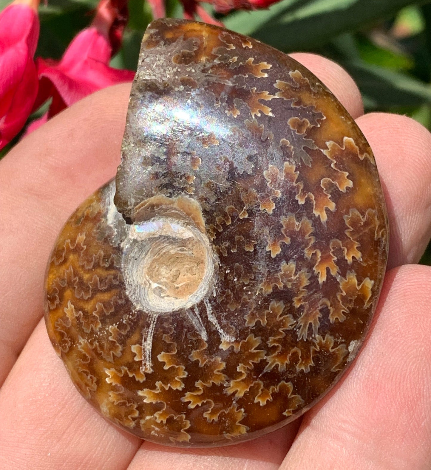 Ammonite fougĂšre, de 55mm x 45 x 16 - 43,8 grammes. Parfait pour collection, exposition...