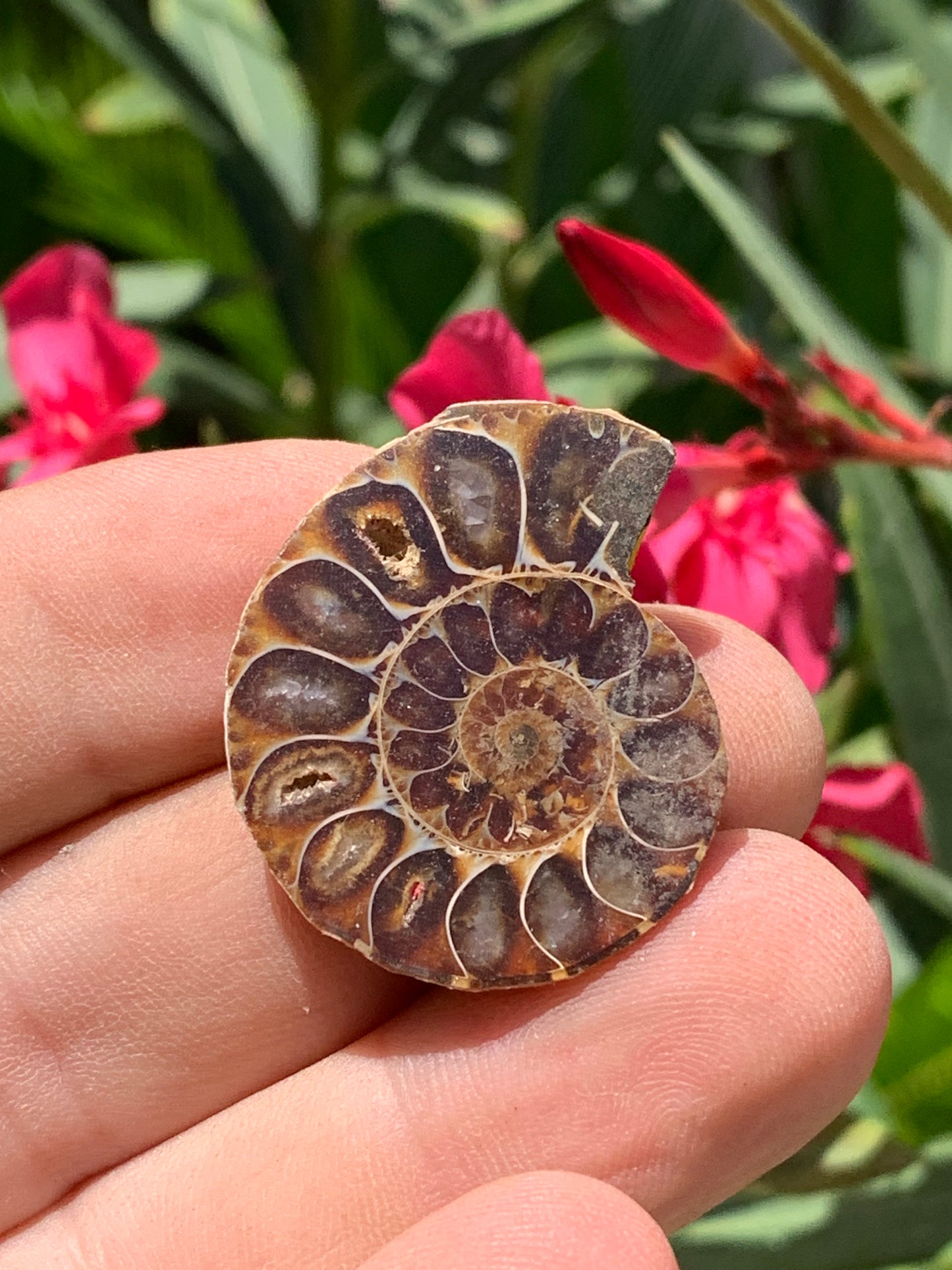 Ammonite nacrée sciée en 2, médaillon de 33mm x 28 x 9 - 9,9 grammes. Parfait pour collection, exposition...