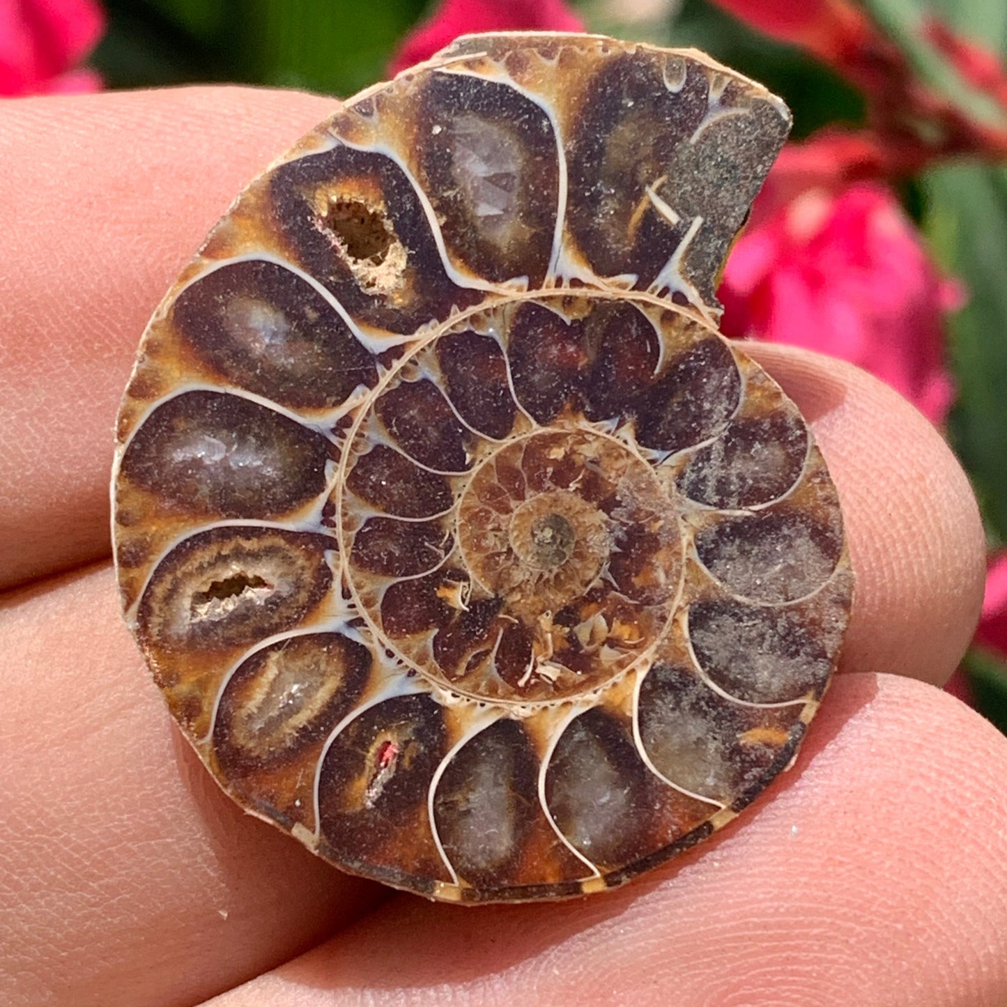 Ammonite nacrée sciée en 2, médaillon de 33mm x 28 x 9 - 9,9 grammes. Parfait pour collection, exposition...